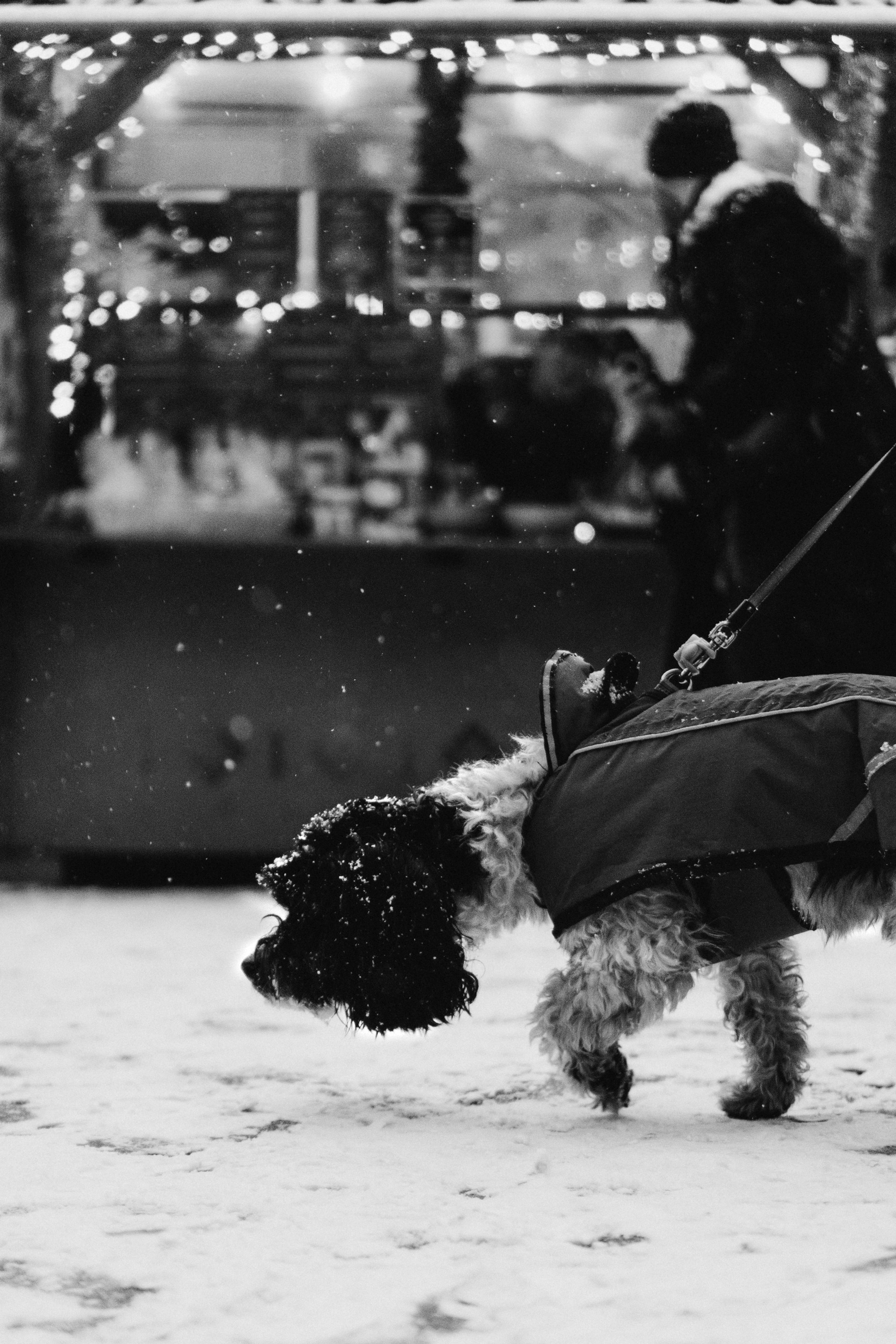 Dog Street Photography in Estonia. Kat Laisaar — Pet photographer in Tallinn