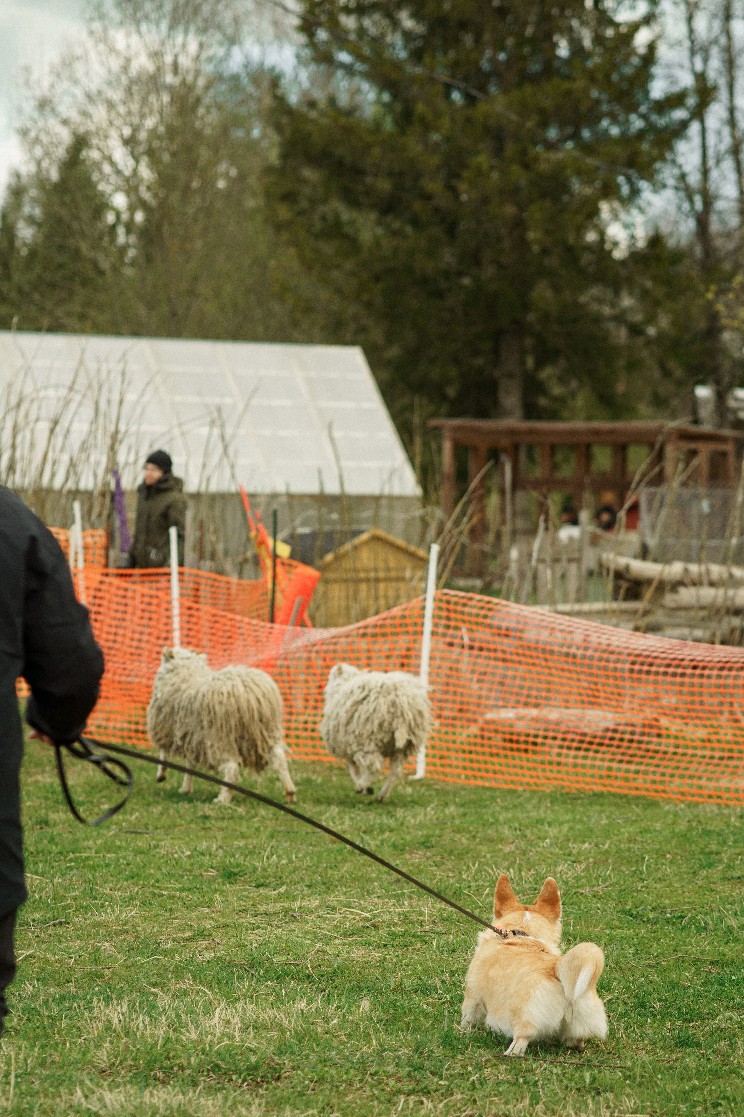 Herding Days, 26 apr. 2025. Kat Laisaar — Pet photographer in Tallinn