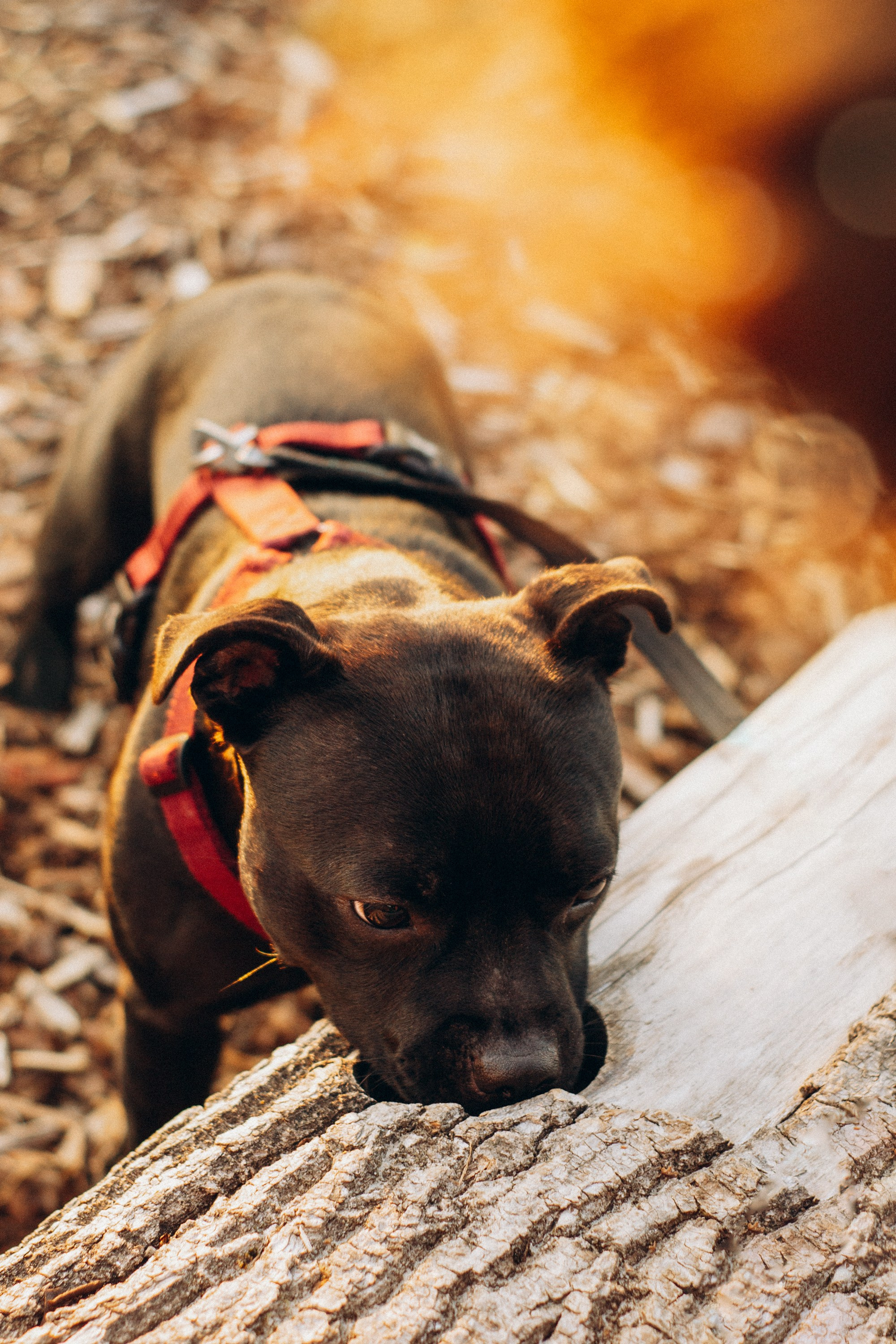 Severa and Barracuda, Staffordshire Bull Terriers. Kat Laisaar — Pet photographer in Tallinn