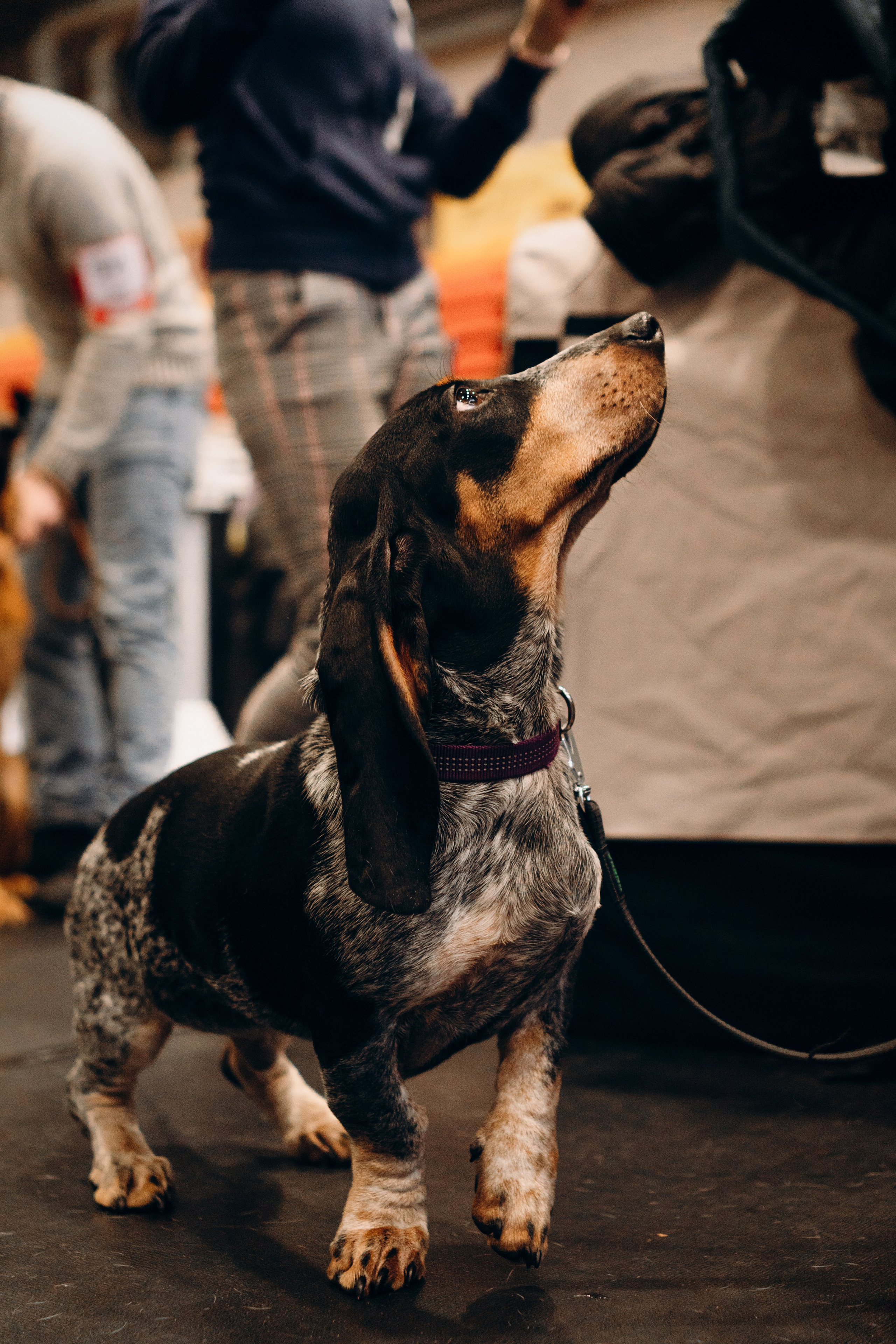 Pärnu dog weekend photo report. Kat Laisaar — Pet photographer in Tallinn