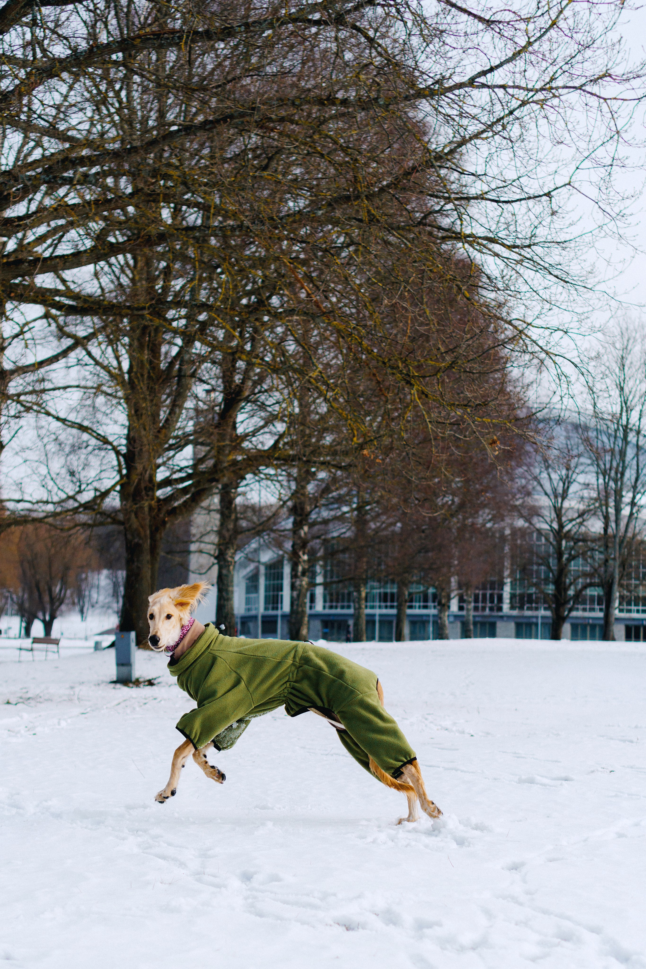Nicole & Sky. Kat Laisaar — Pet photographer in Tallinn