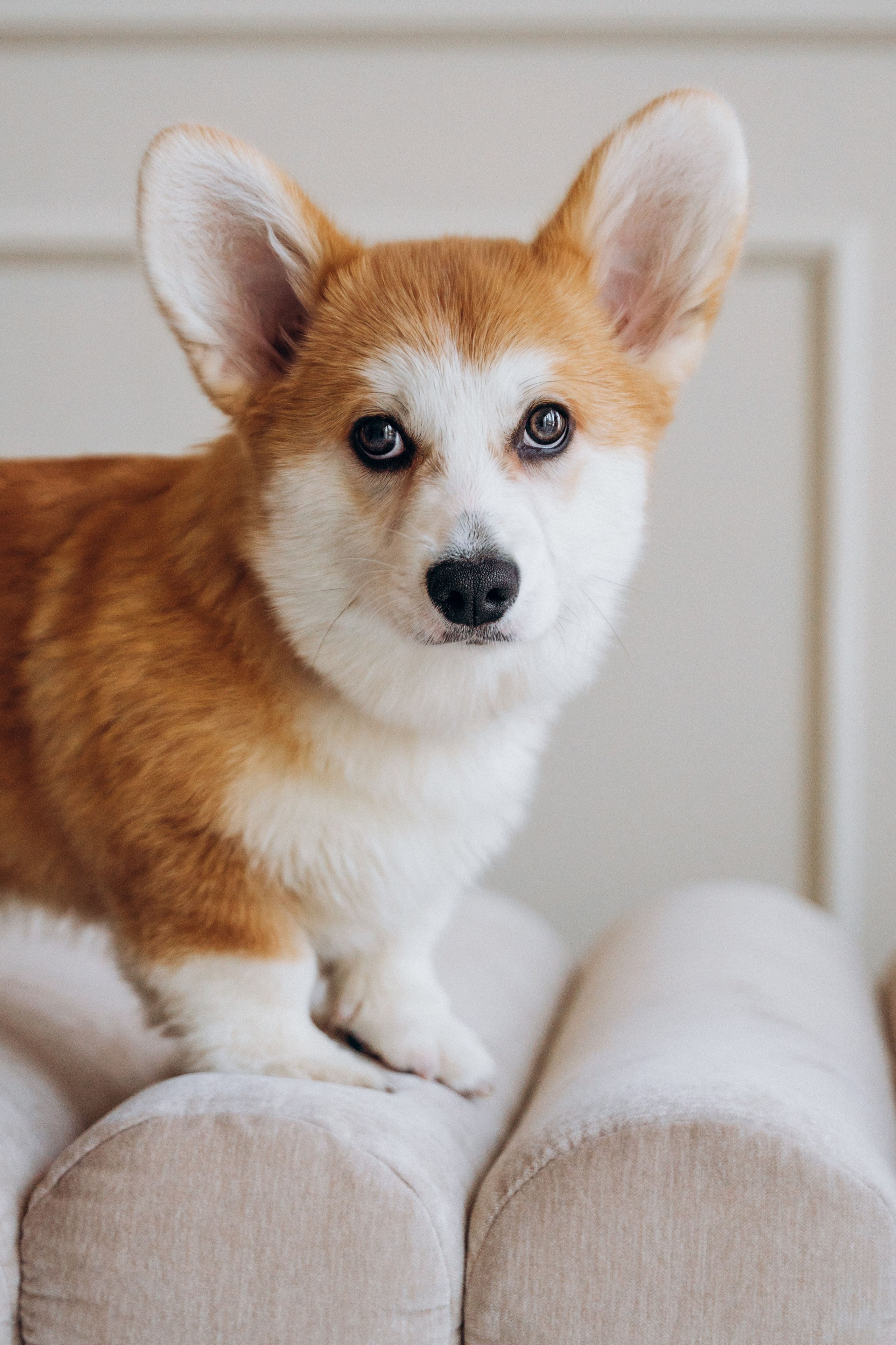 Mars & his Family. Kat Laisaar — Pet photographer in Tallinn