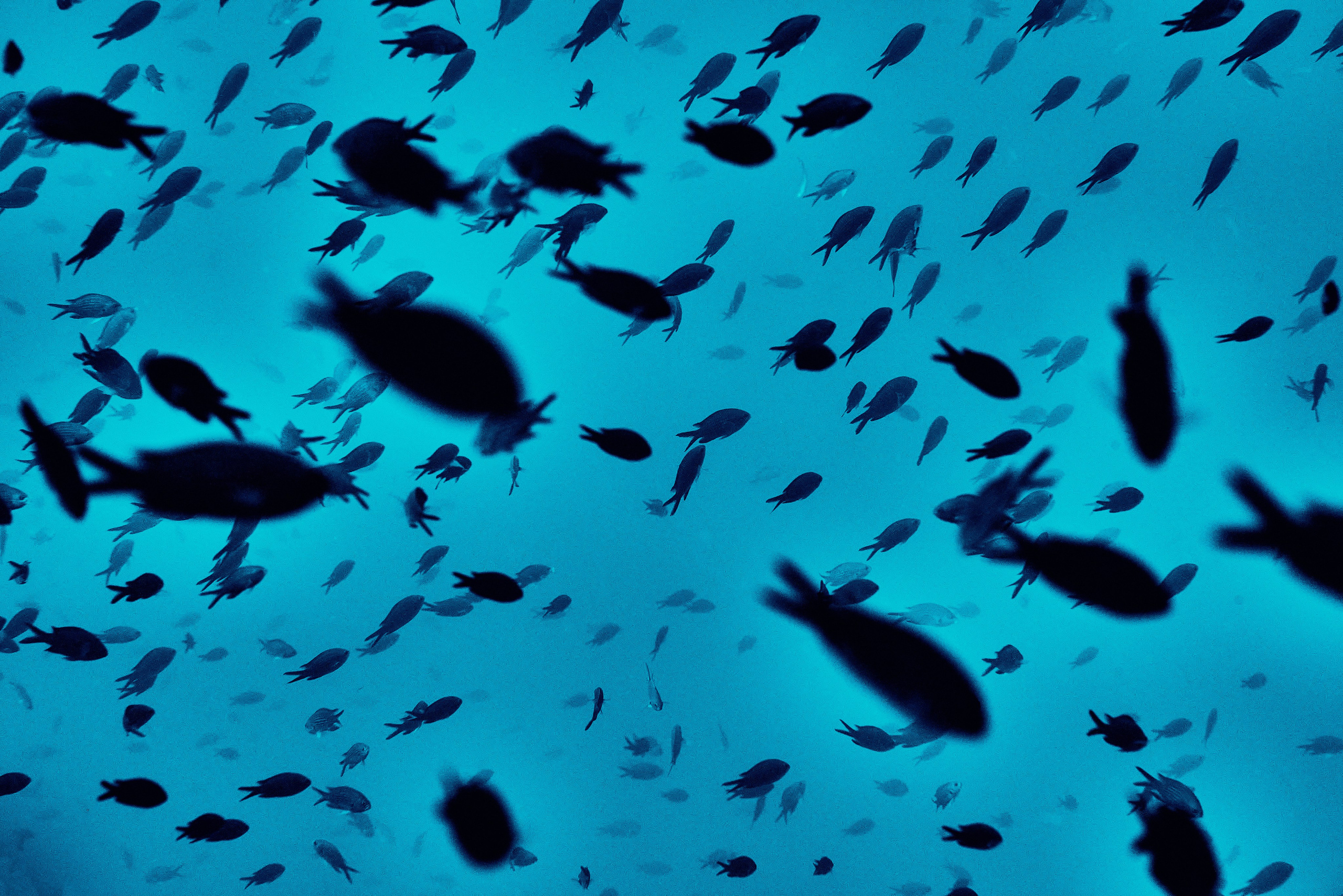 Mieszkańcy mórz. Andriej Szypilow — Photography & Videography