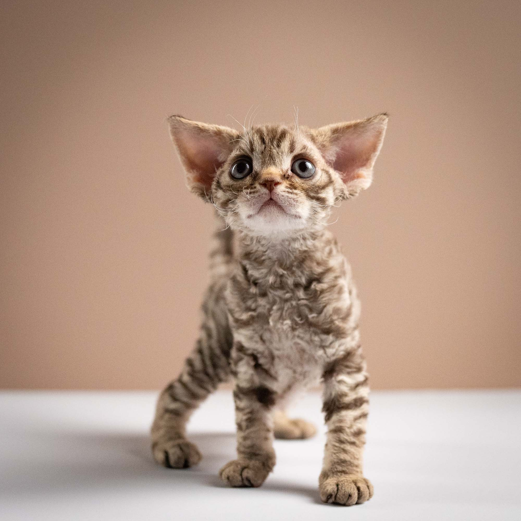 Ostap, boy, born 02.08.26. Devon Rex Pixie Cattery