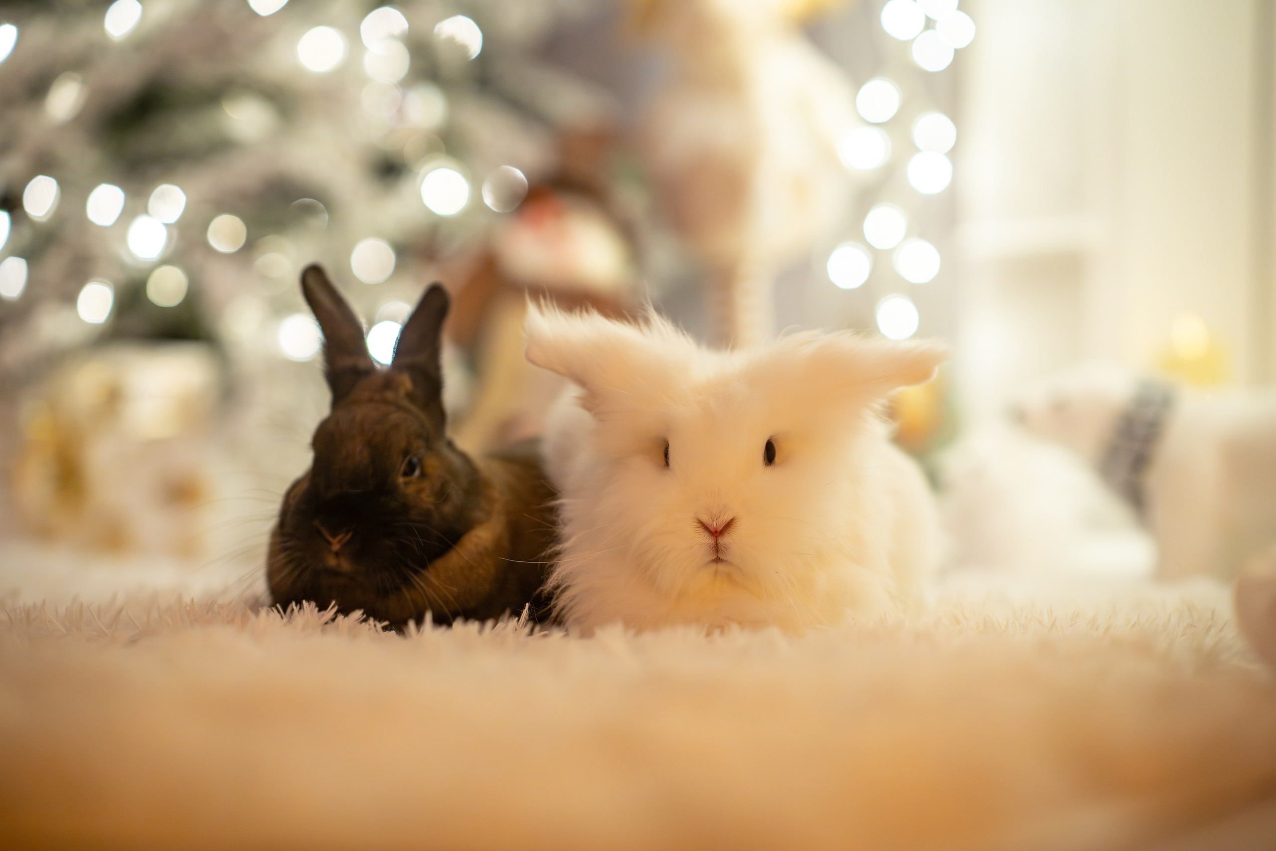 Album Adelina si Florin. Adelinne — fotograf profesionist în Constanța pentru familii, bebeluși și evenimente