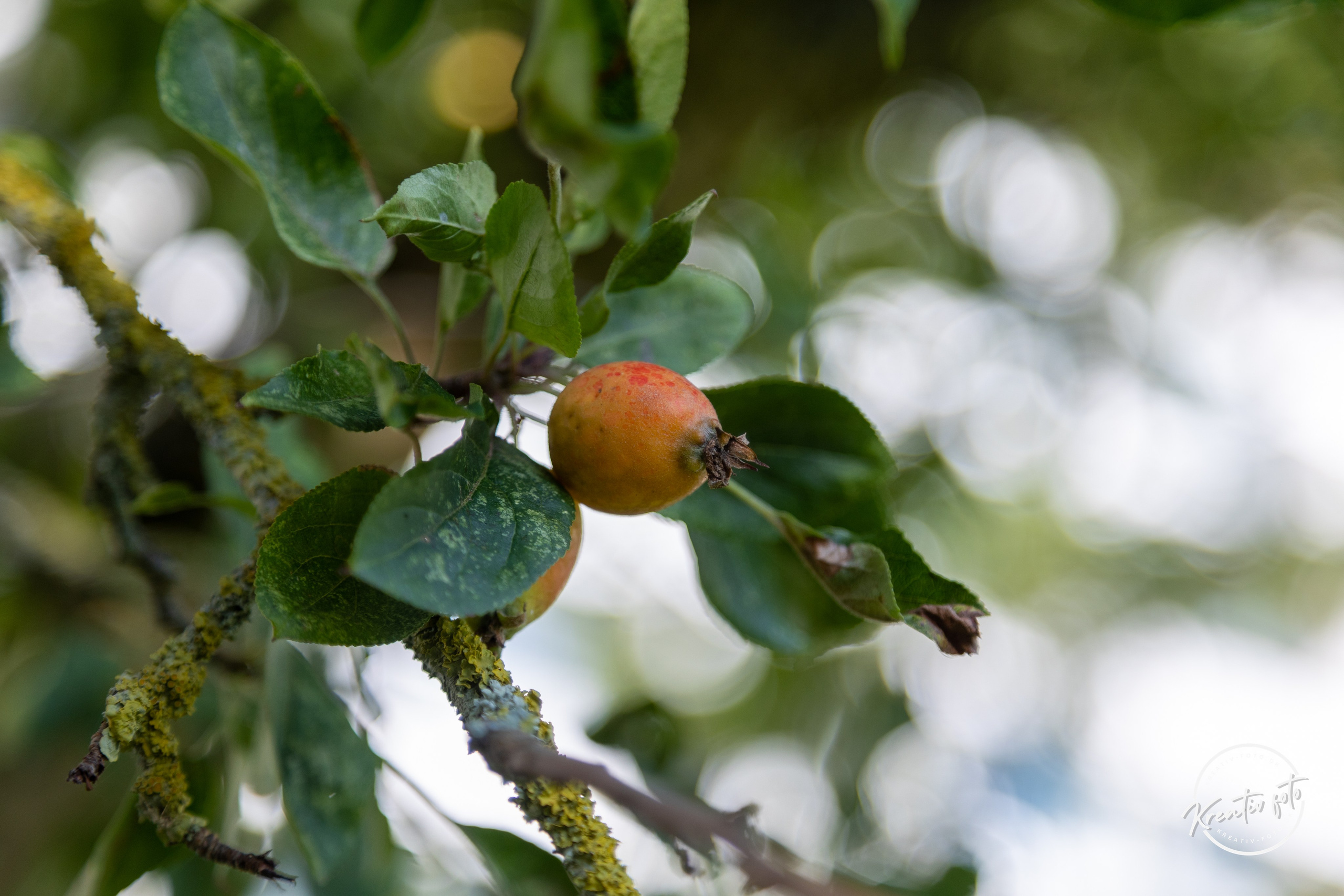 Sommer. Fotograf Aarhus | Portrætfoto Århus | Flotte billeder