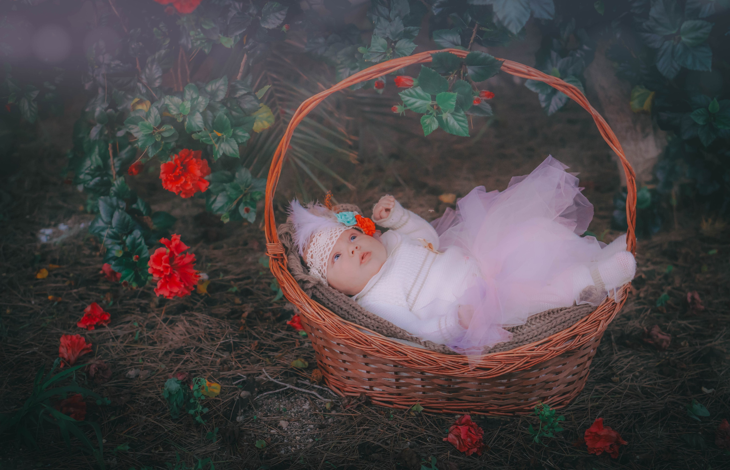 Olivia. Alba del Norte Studio