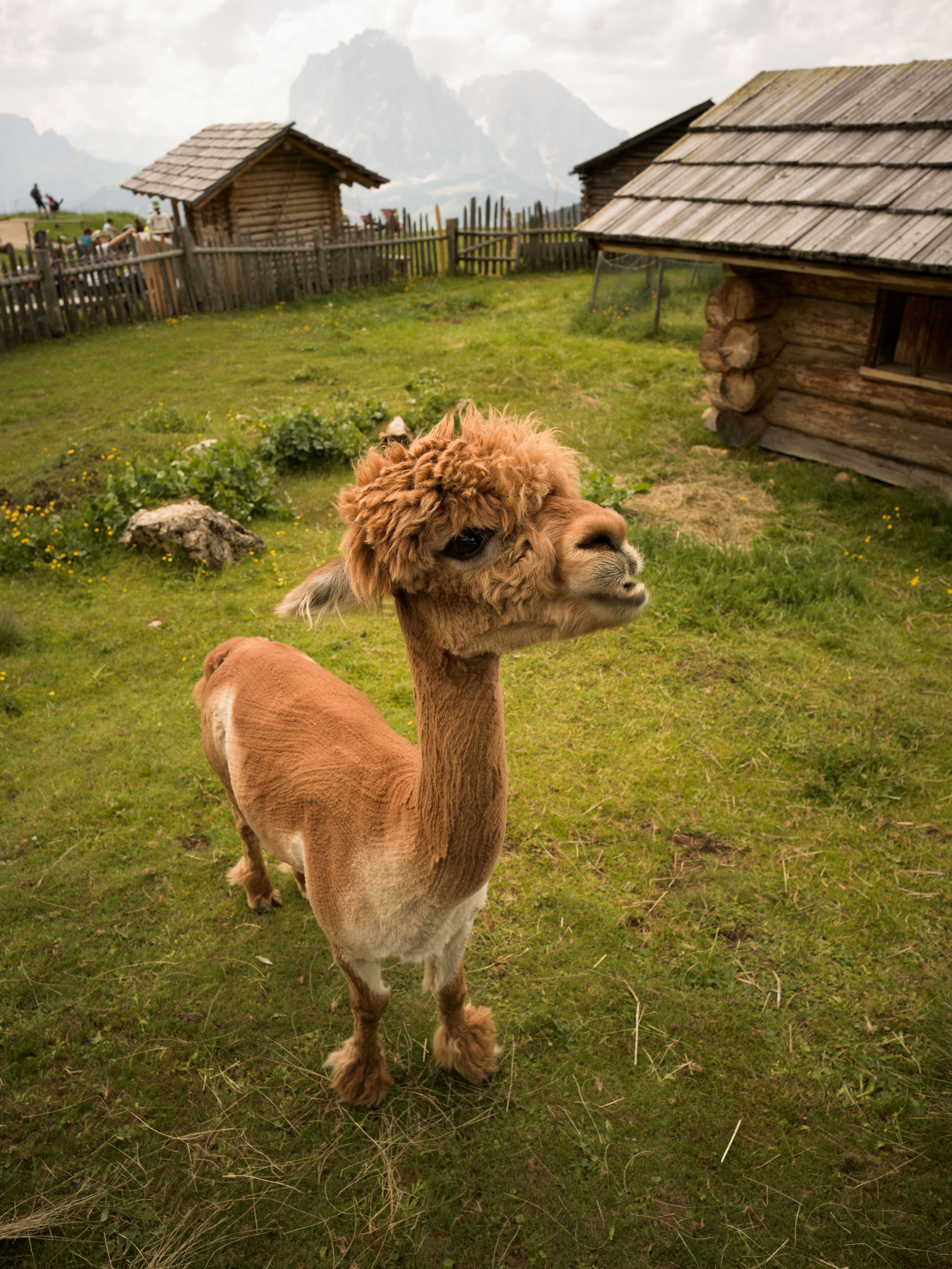 Alpaca standing in the alpine landscape of Seceda with the dramatic Dolomite peaks in the background