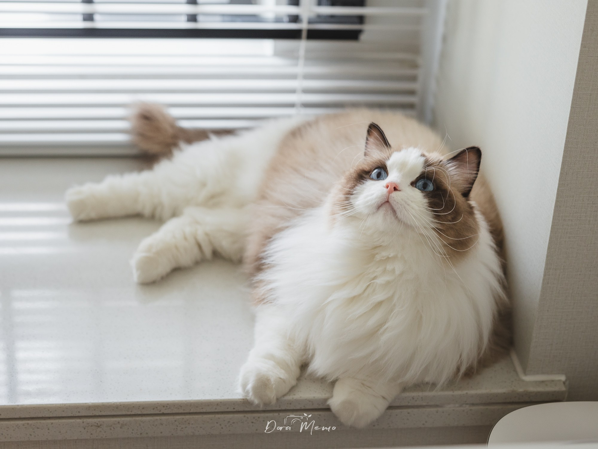In Gentle Sunlight, Just Her and Her Cat — Perfectly Enough. Shanghai Family Photographer Dora