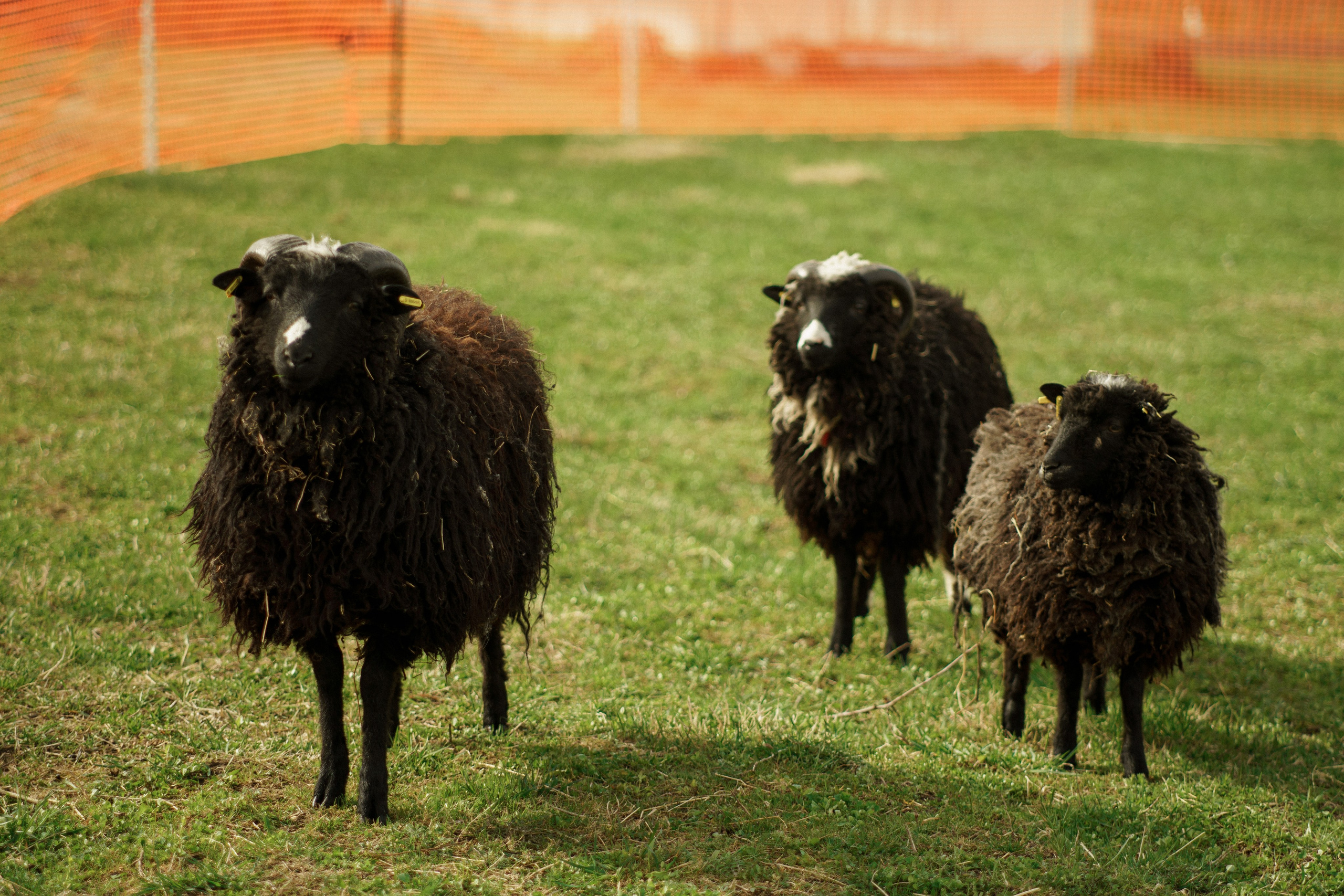 Herding Days, 26 apr. 2025. Kat Laisaar — Pet photographer in Tallinn