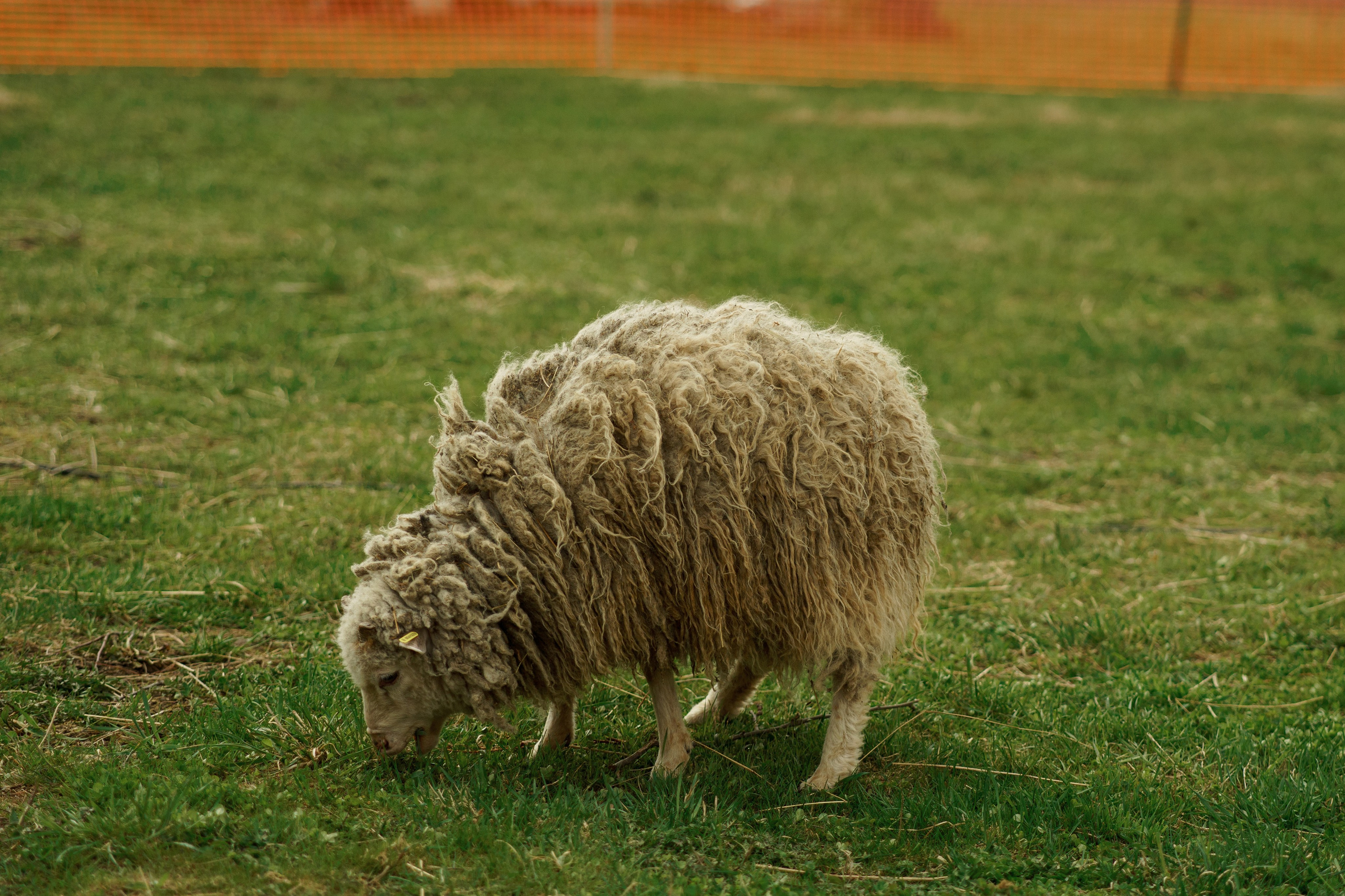 Herding Days, 26 apr. 2025. Kat Laisaar — Pet photographer in Tallinn