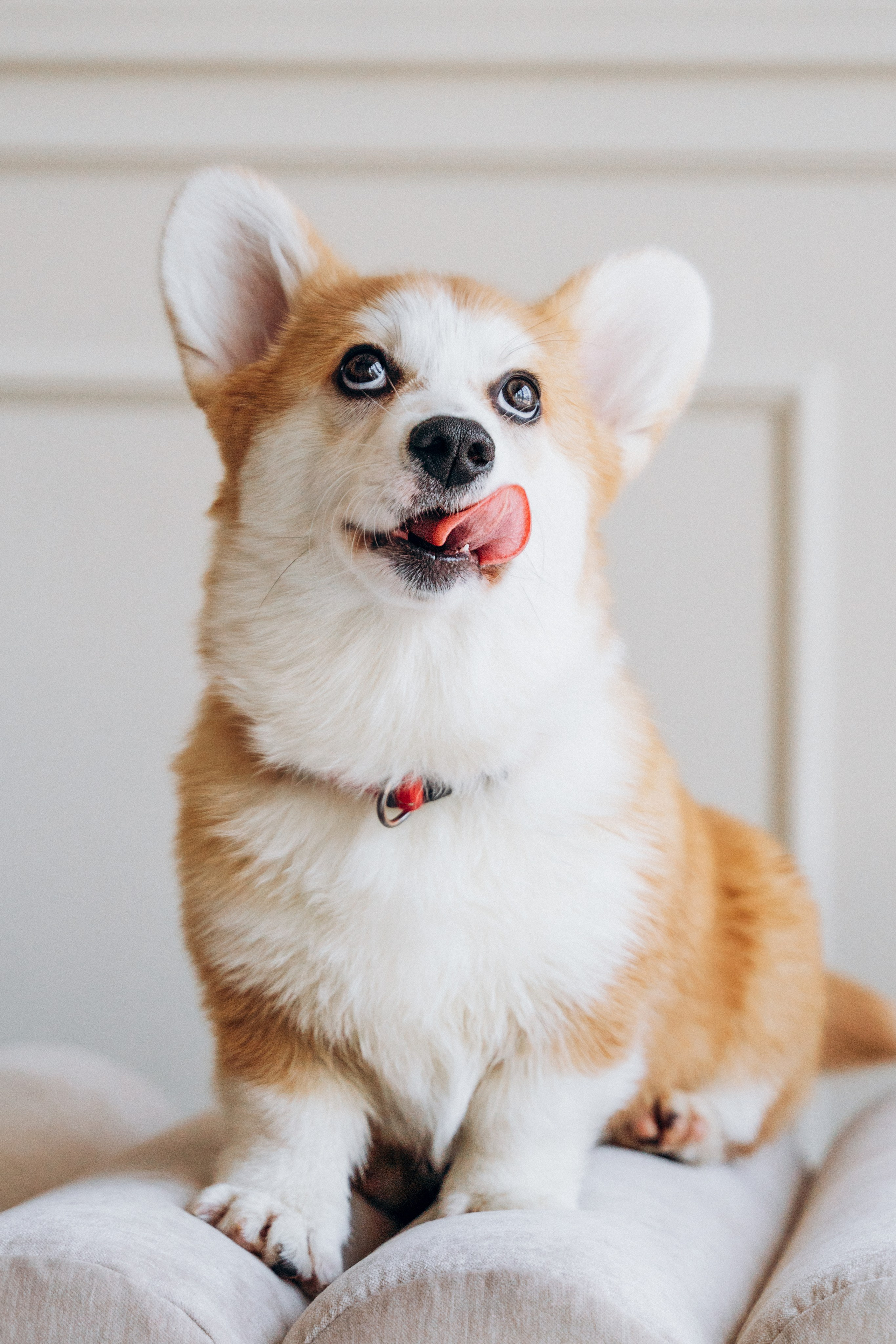 Mars & his Family. Kat Laisaar — Pet photographer in Tallinn