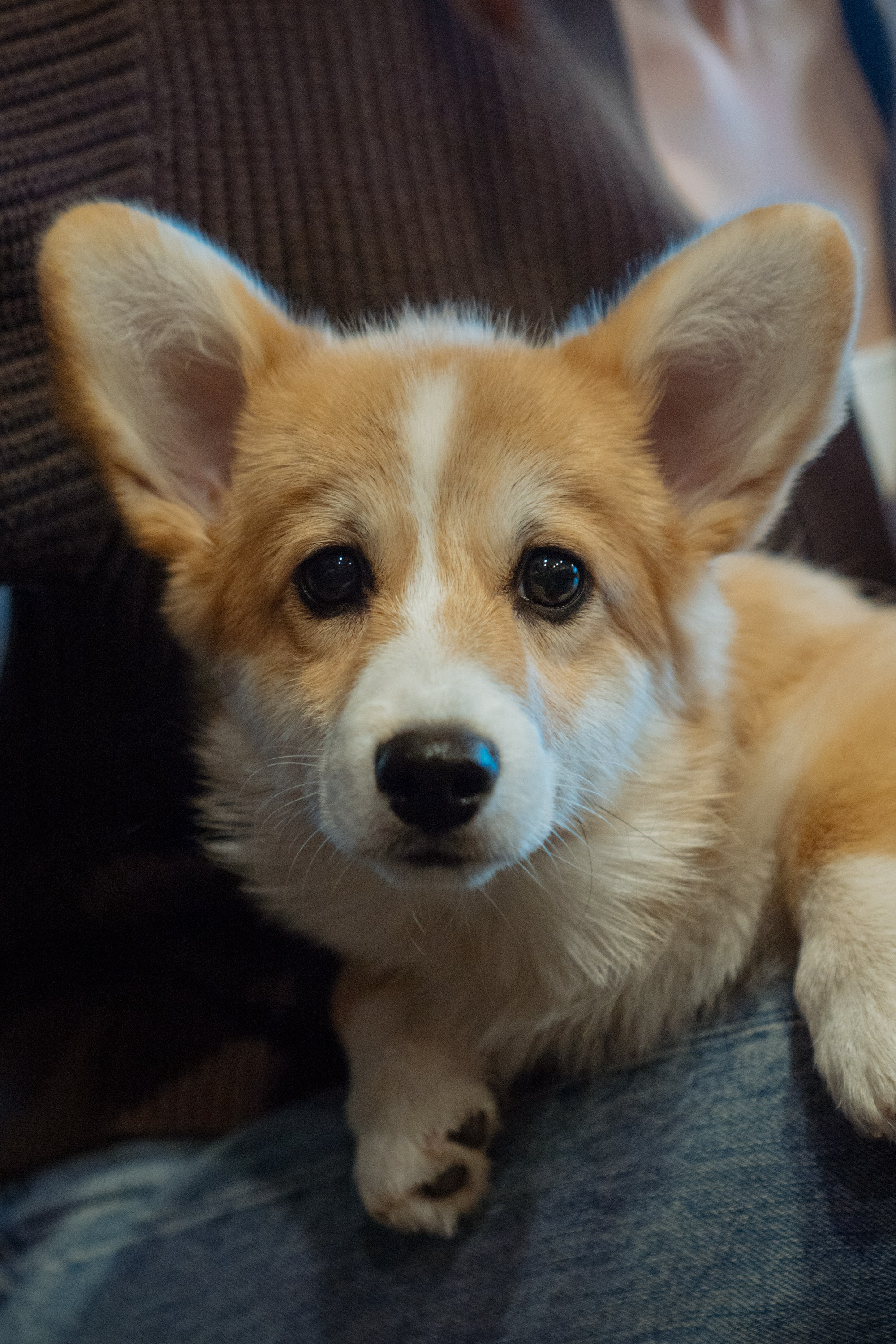 Anastasia and her Ada, Pembroke Welsh Corgi. Kat Laisaar — Pet photographer in Tallinn