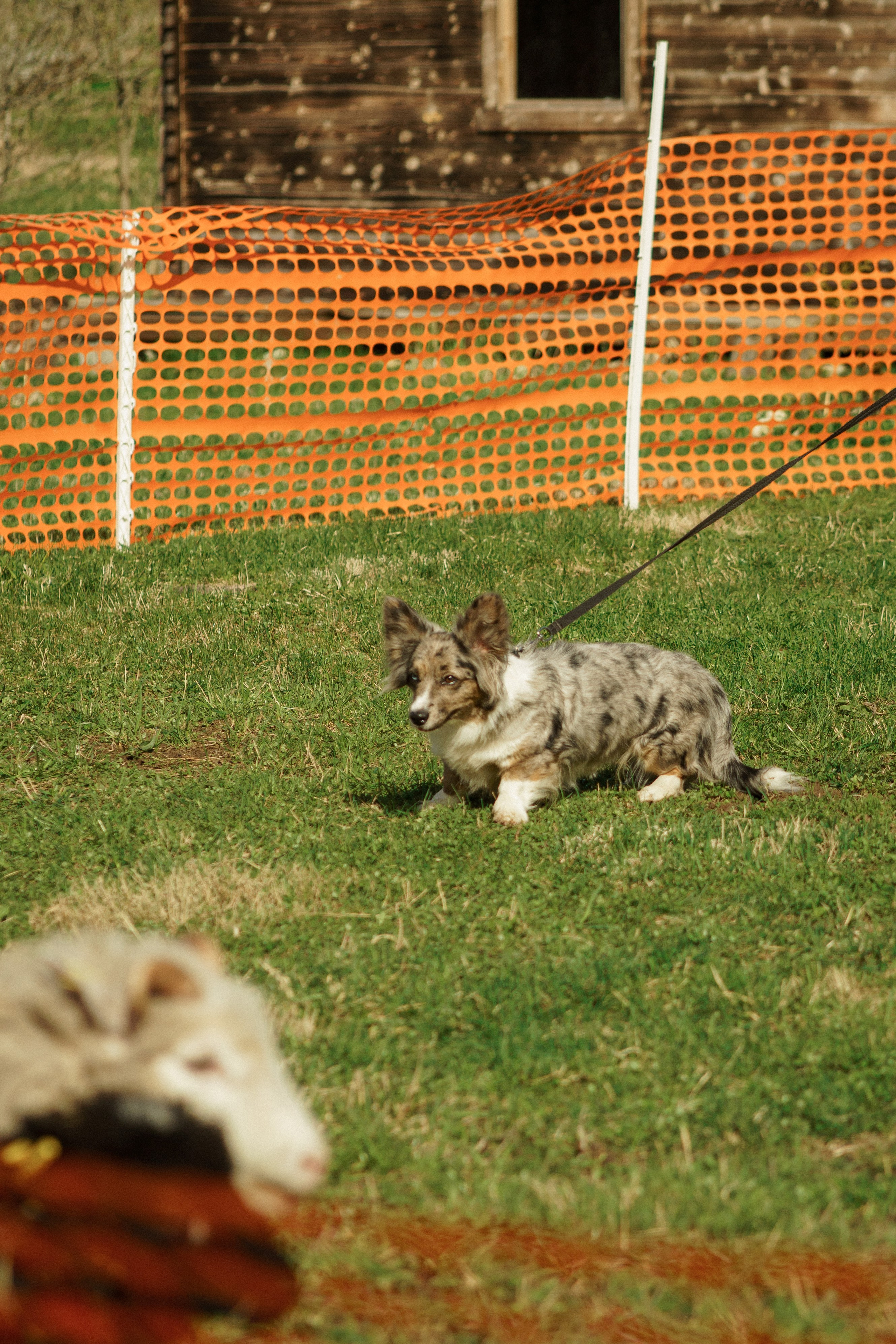 Herding Days, 26 apr. 2025. Kat Laisaar — Pet photographer in Tallinn