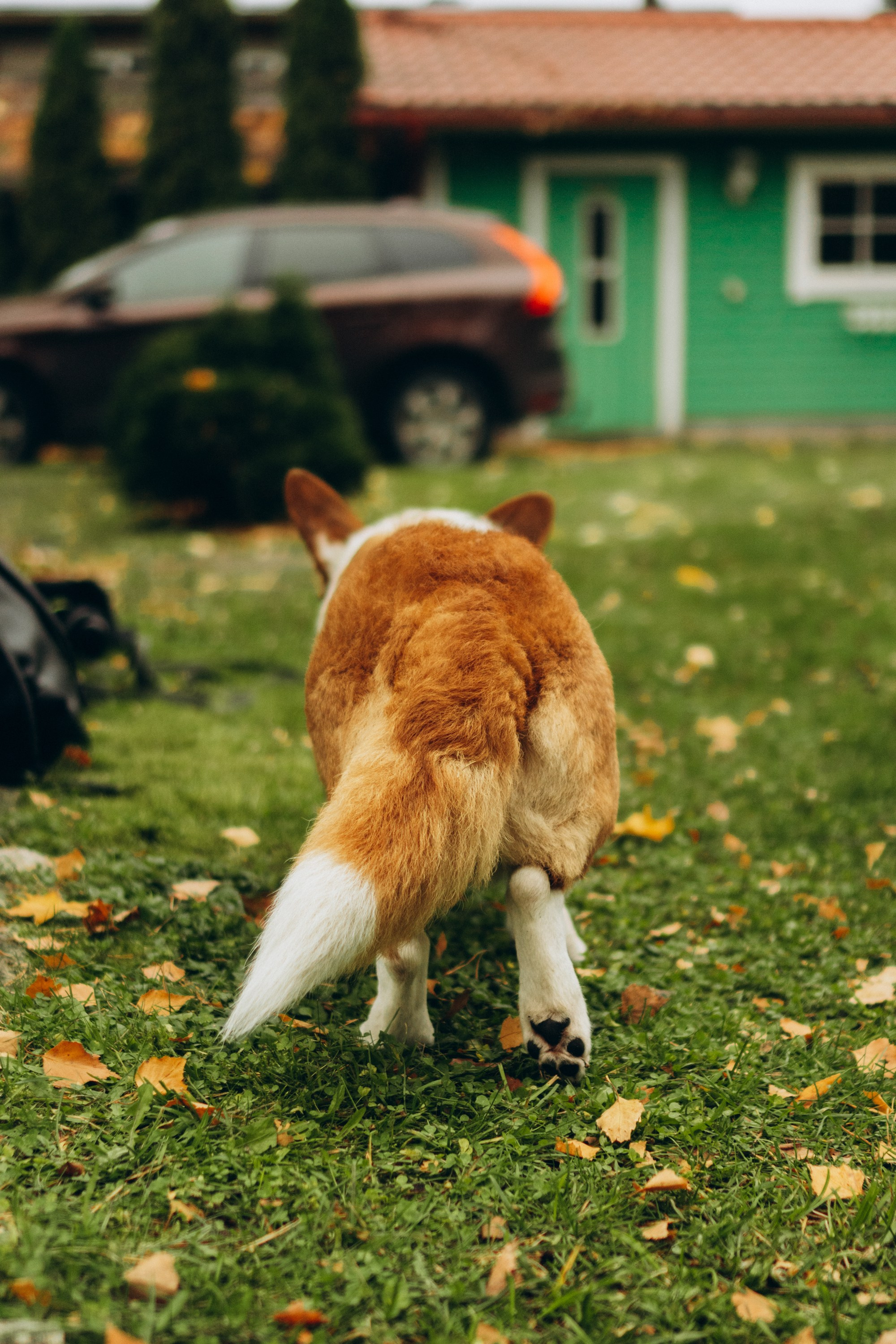 Jelena and her Sandy, Pug and Katja and her Safiir, Cardigan Welsh Corgi. Kat Laisaar — Pet photographer in Tallinn