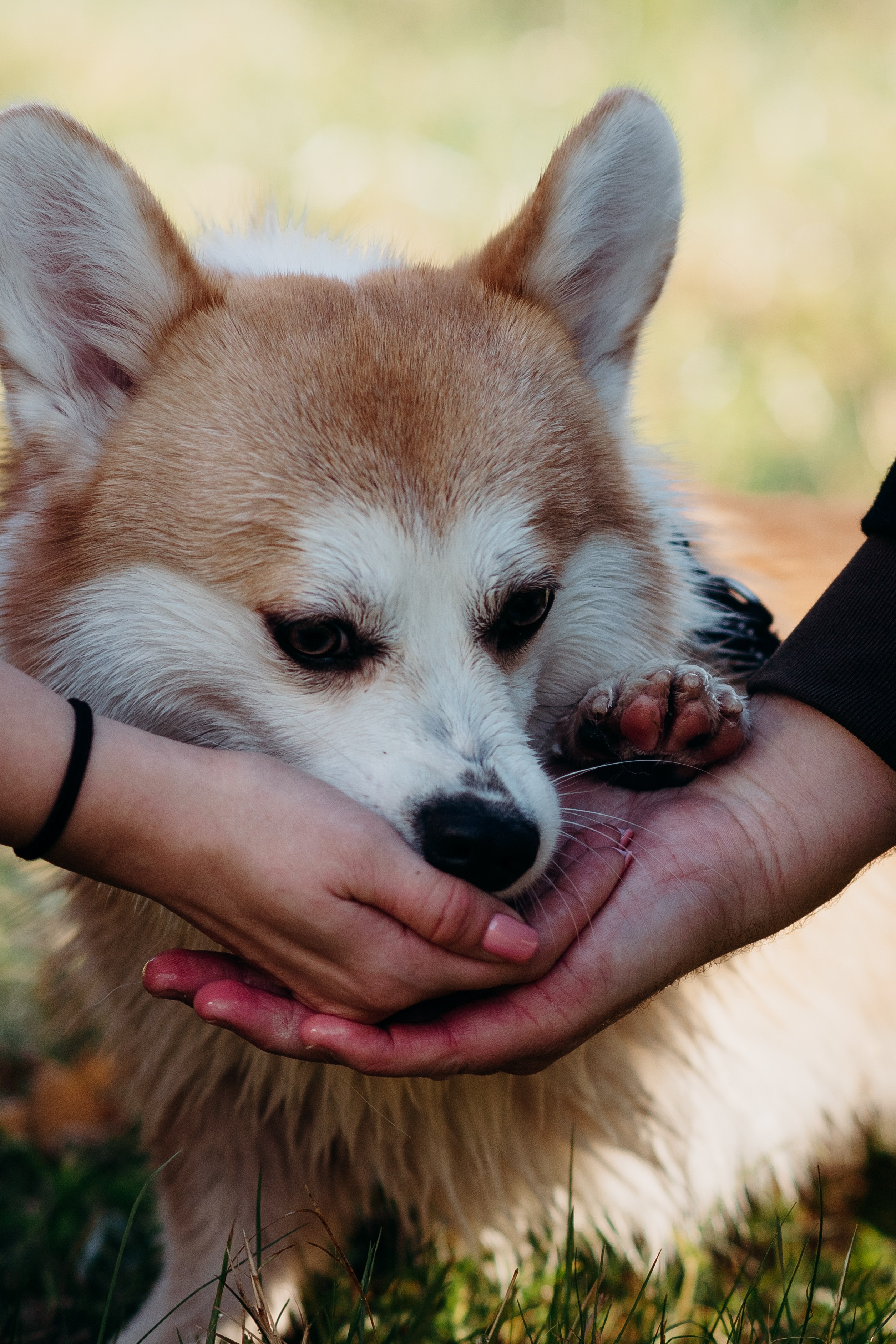 Liisa, Alexander & Marsel. Фотограф-анималист в Таллинне, Катя Лайсаар