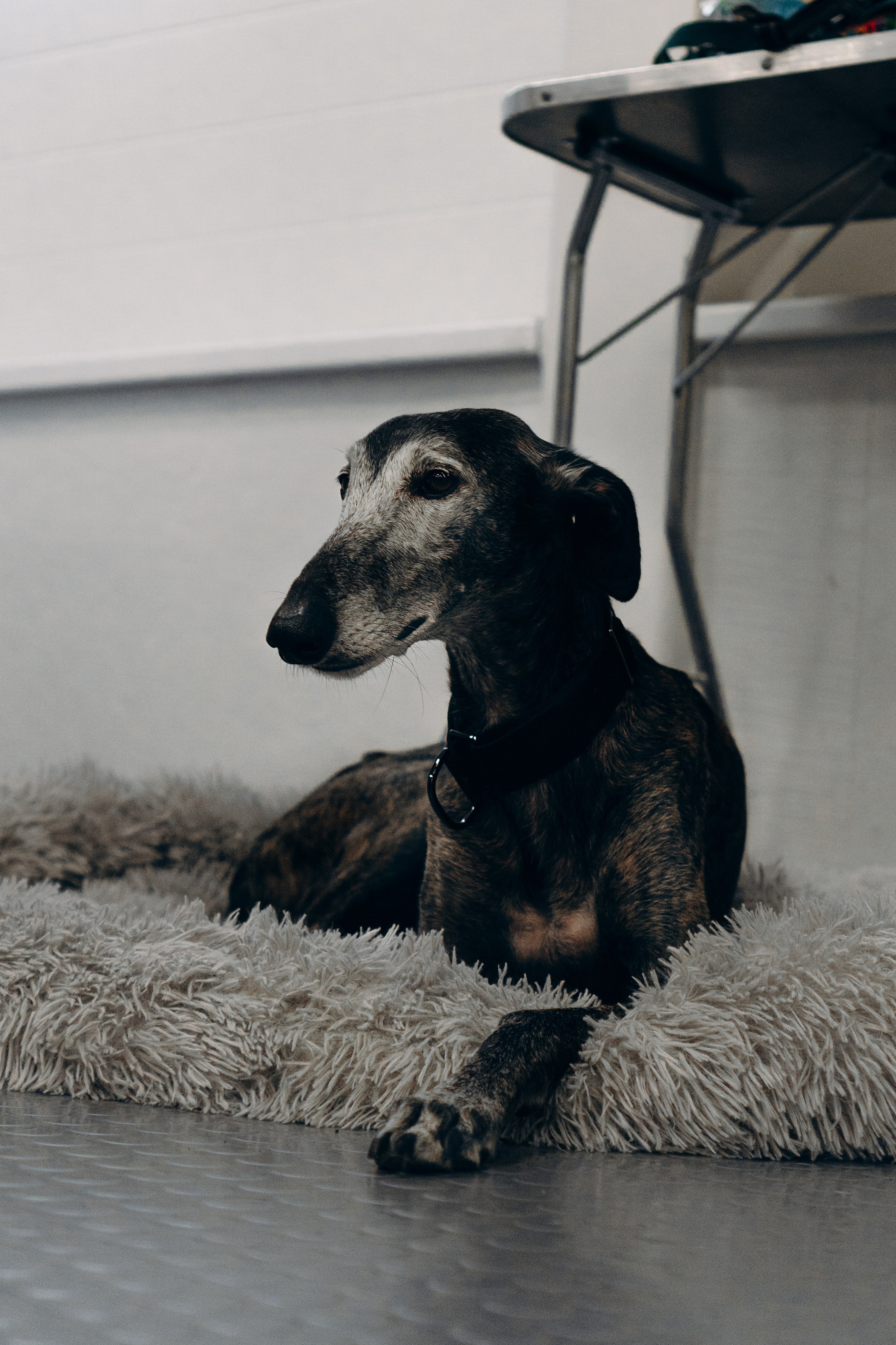 Galgotreff, 9 feb. 2025. Kat Laisaar — Pet photographer in Tallinn