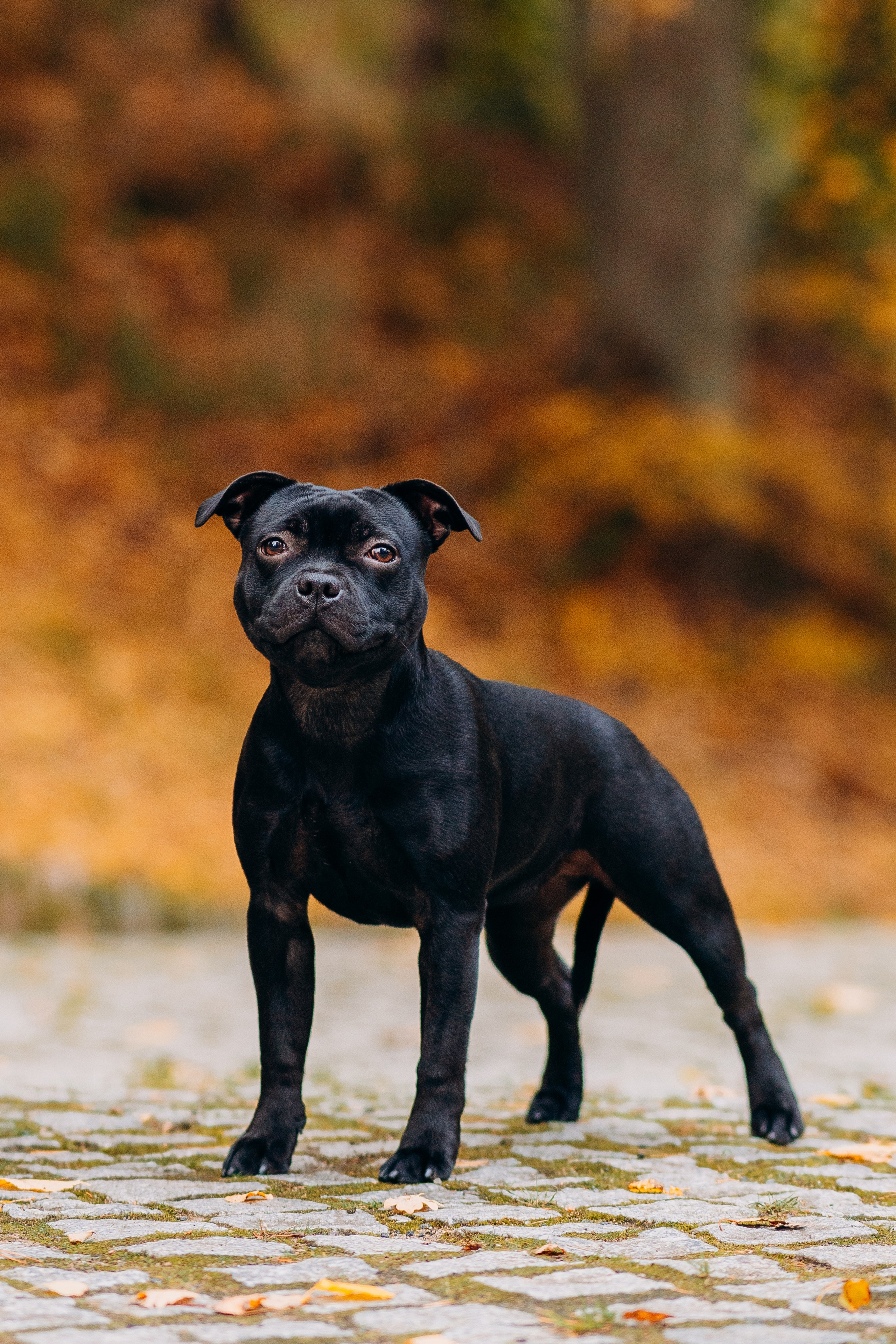 Staffordshire Bull Terriers Meetup. Kat Laisaar — Pet photographer in Tallinn