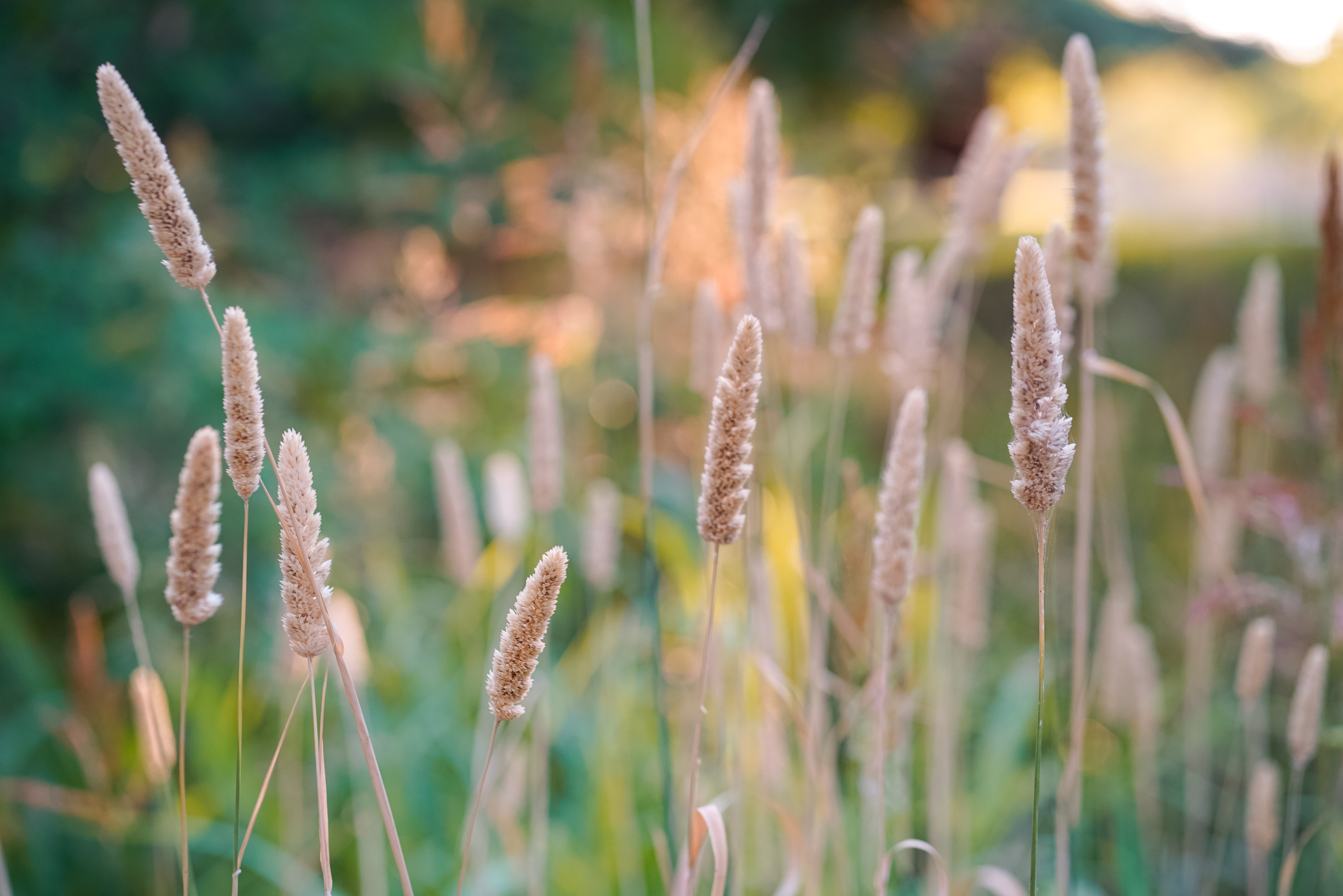 Park. Sacramento Photographer — Olga Maltseva based in California