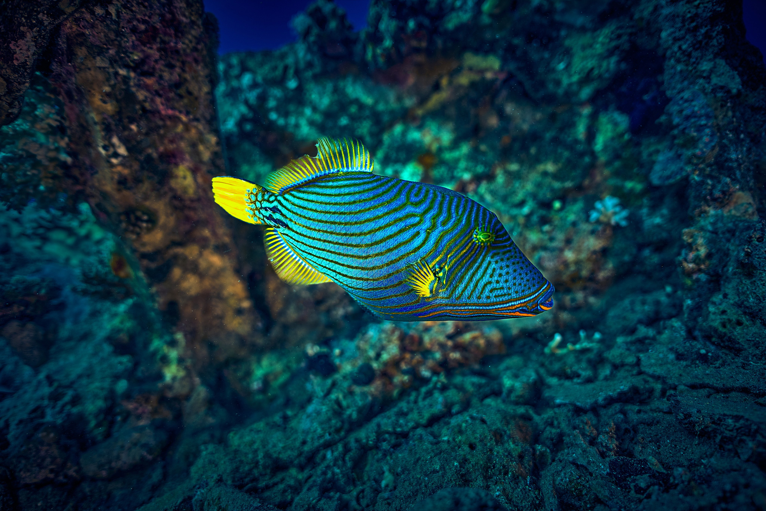 Mieszkańcy mórz. Andriej Szypilow — Photography & Videography