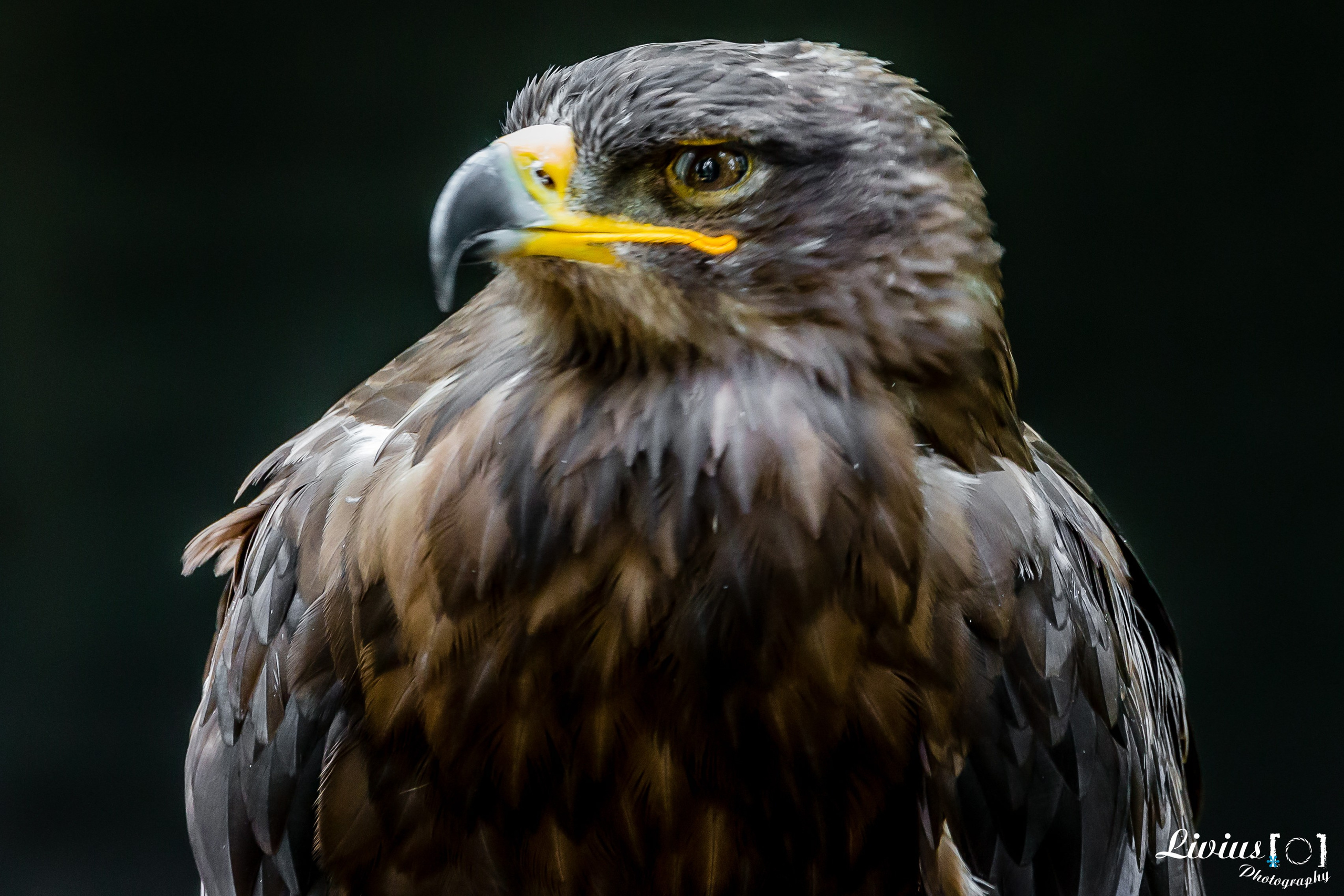 Wildpark Tambach. FOTO KREATIV