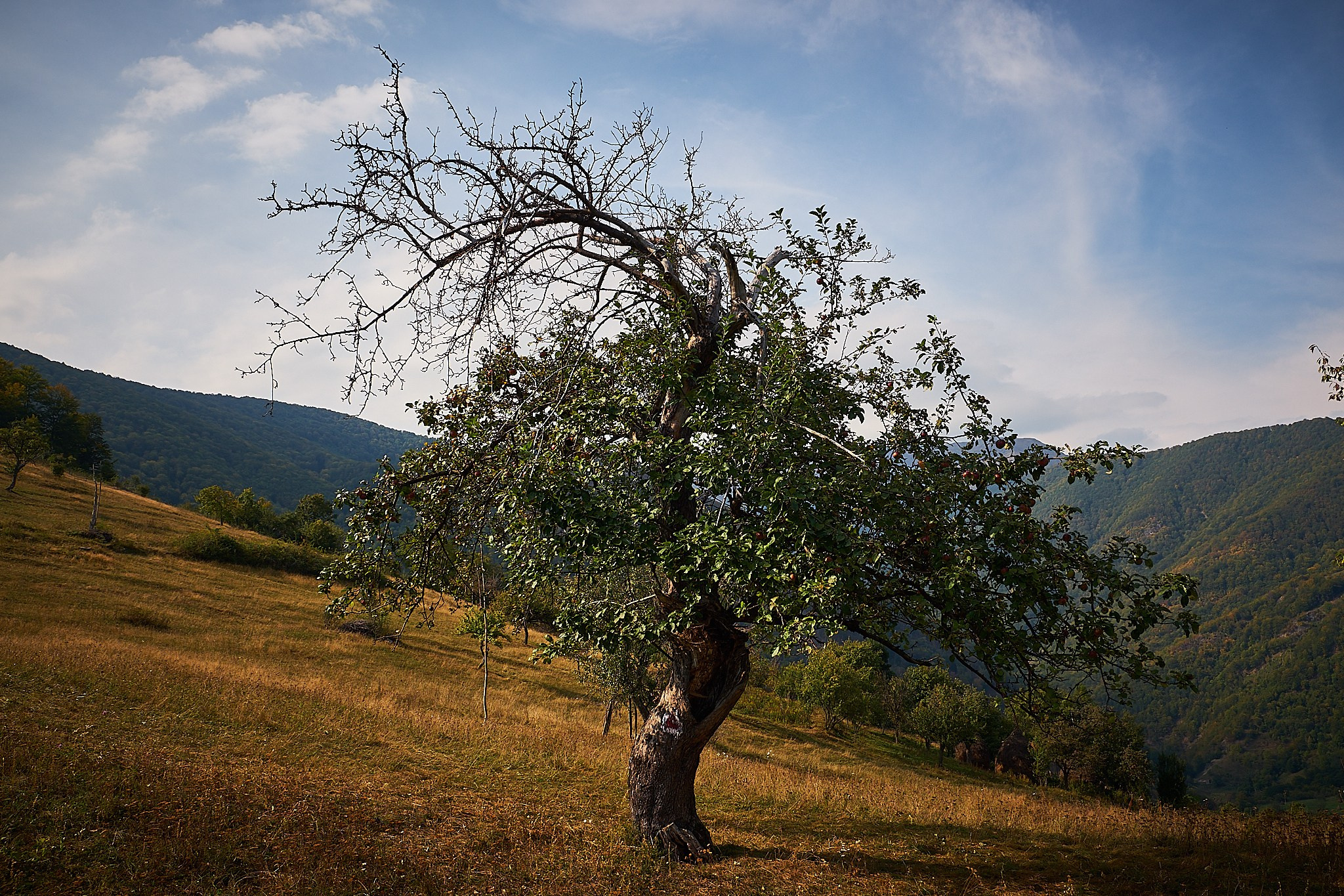 Ineleț, jud. Caraș-Severin. Pagina principală