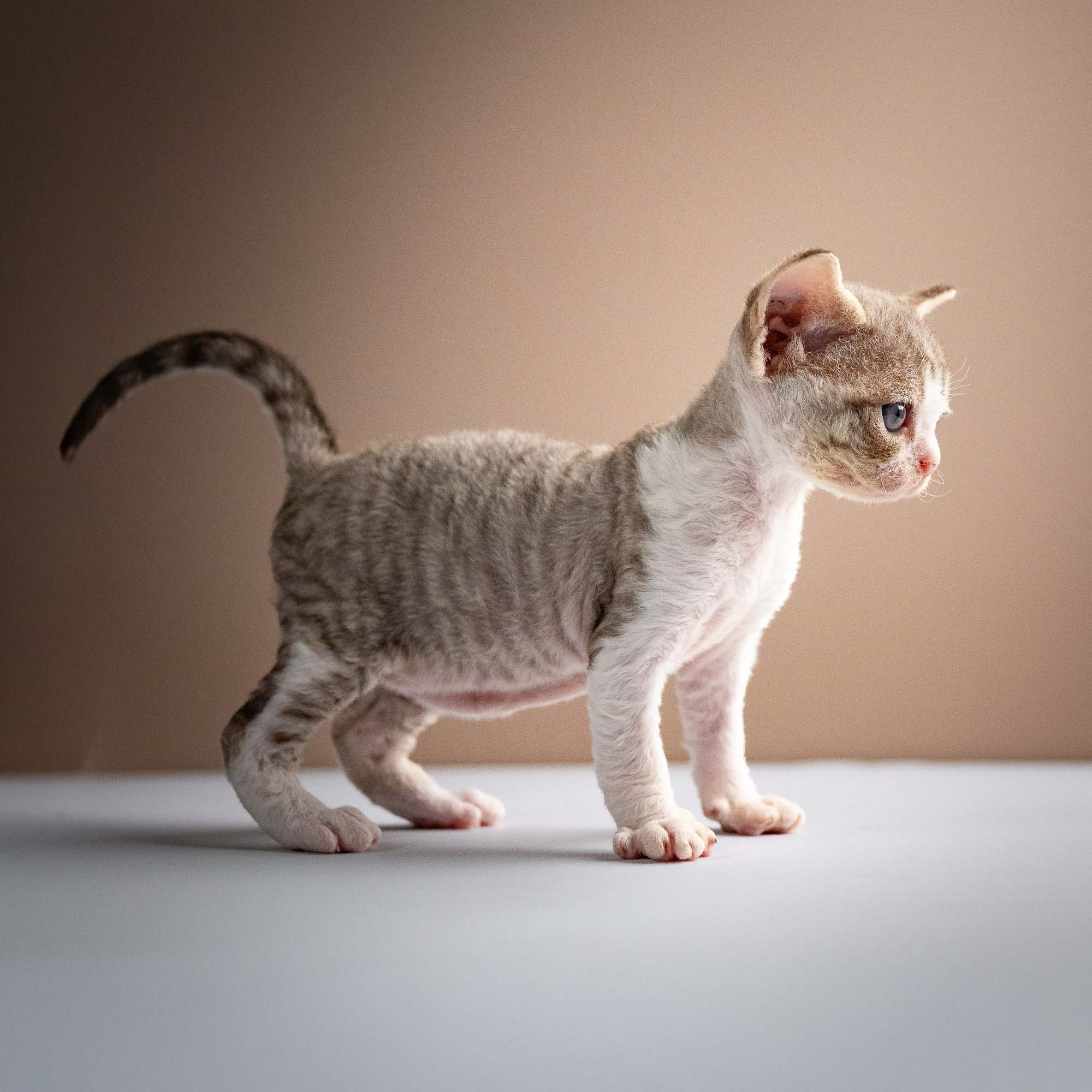 Sebastian, boy, born 05.15.26. Devon Rex Pixie Cattery