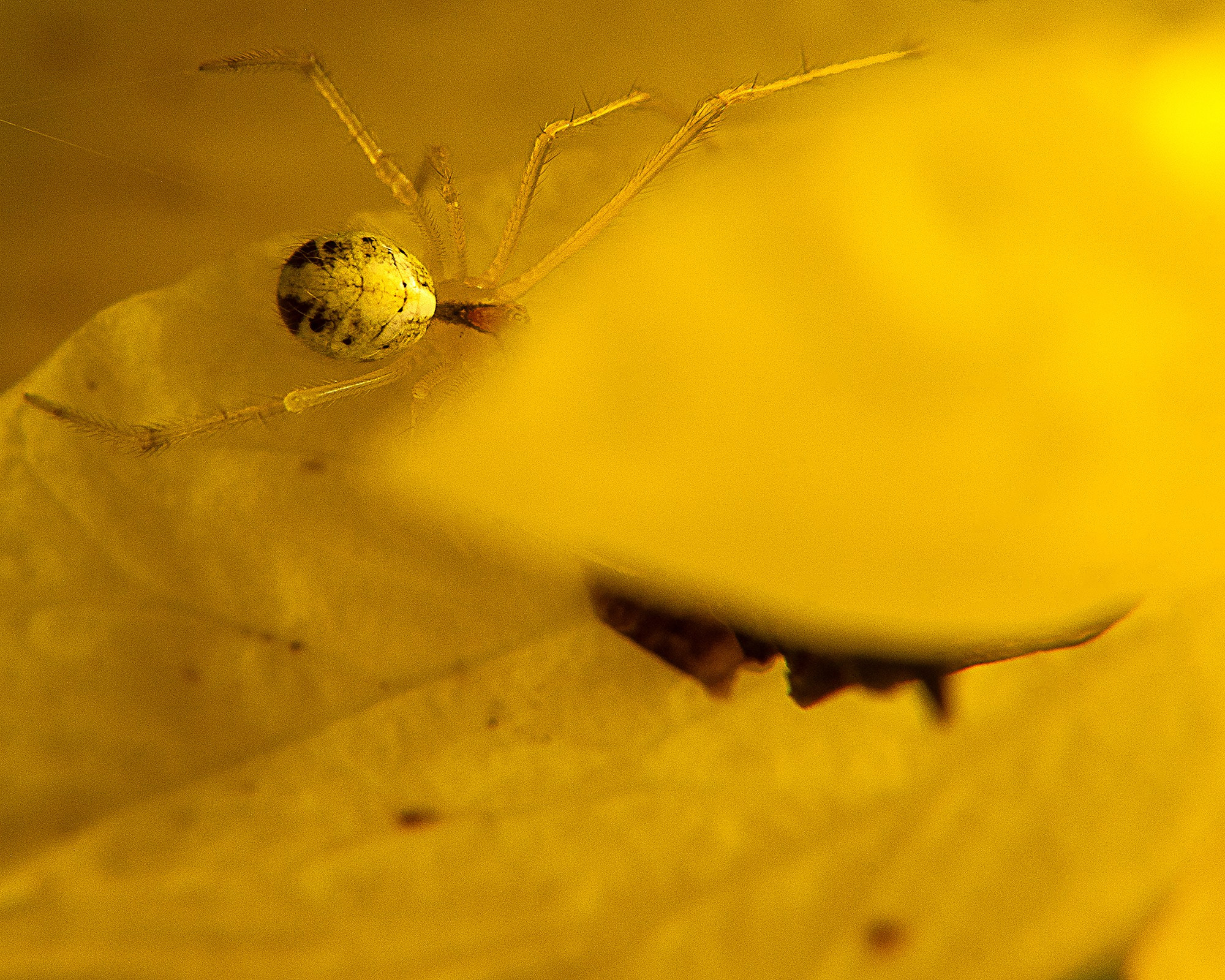 Semblanza. Luz en Papel, Fotografía Macro, Cuernavaca Morelos