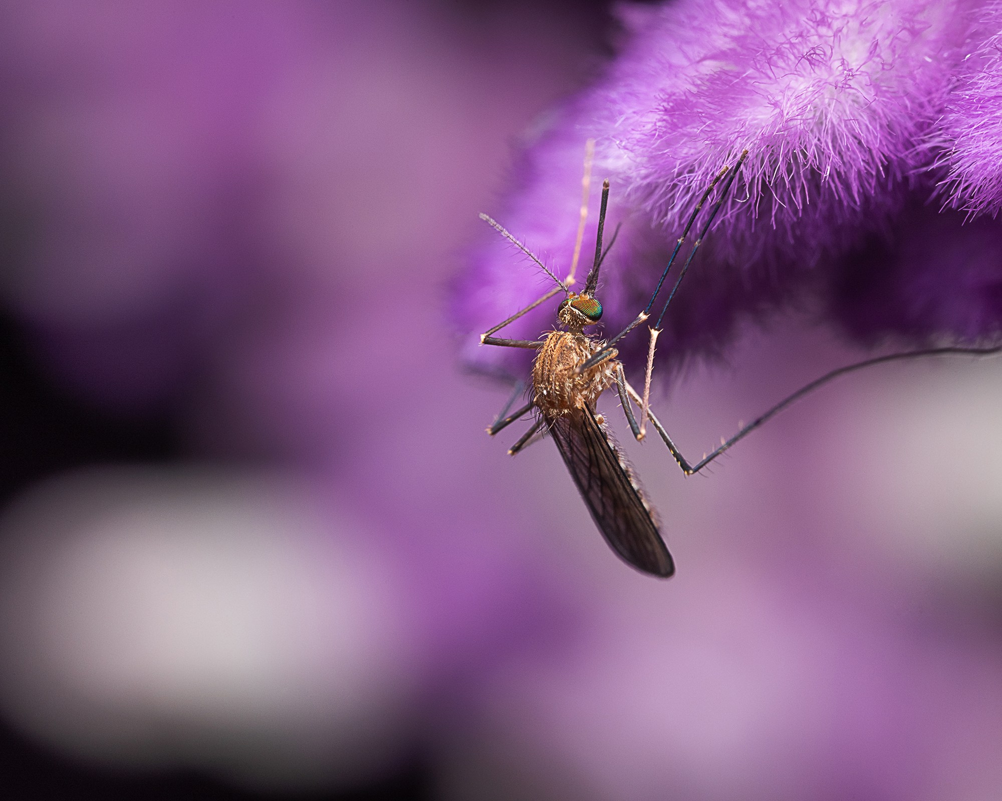 Habitar la Lavanda. Luz en Papel, Fotografía Macro, Cuernavaca Morelos