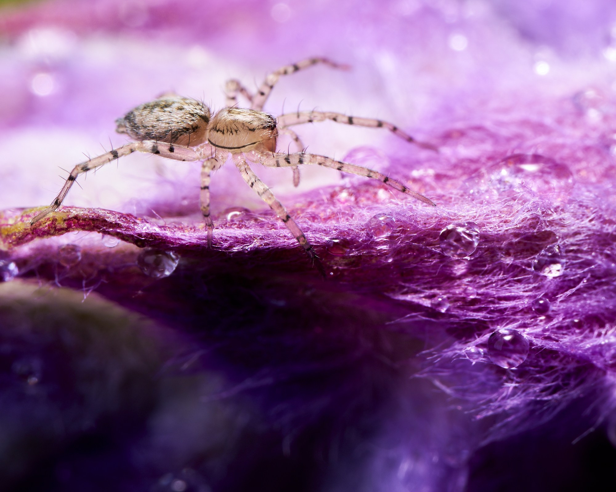 Habitar la Lavanda. Luz en Papel, Fotografía Macro, Cuernavaca Morelos