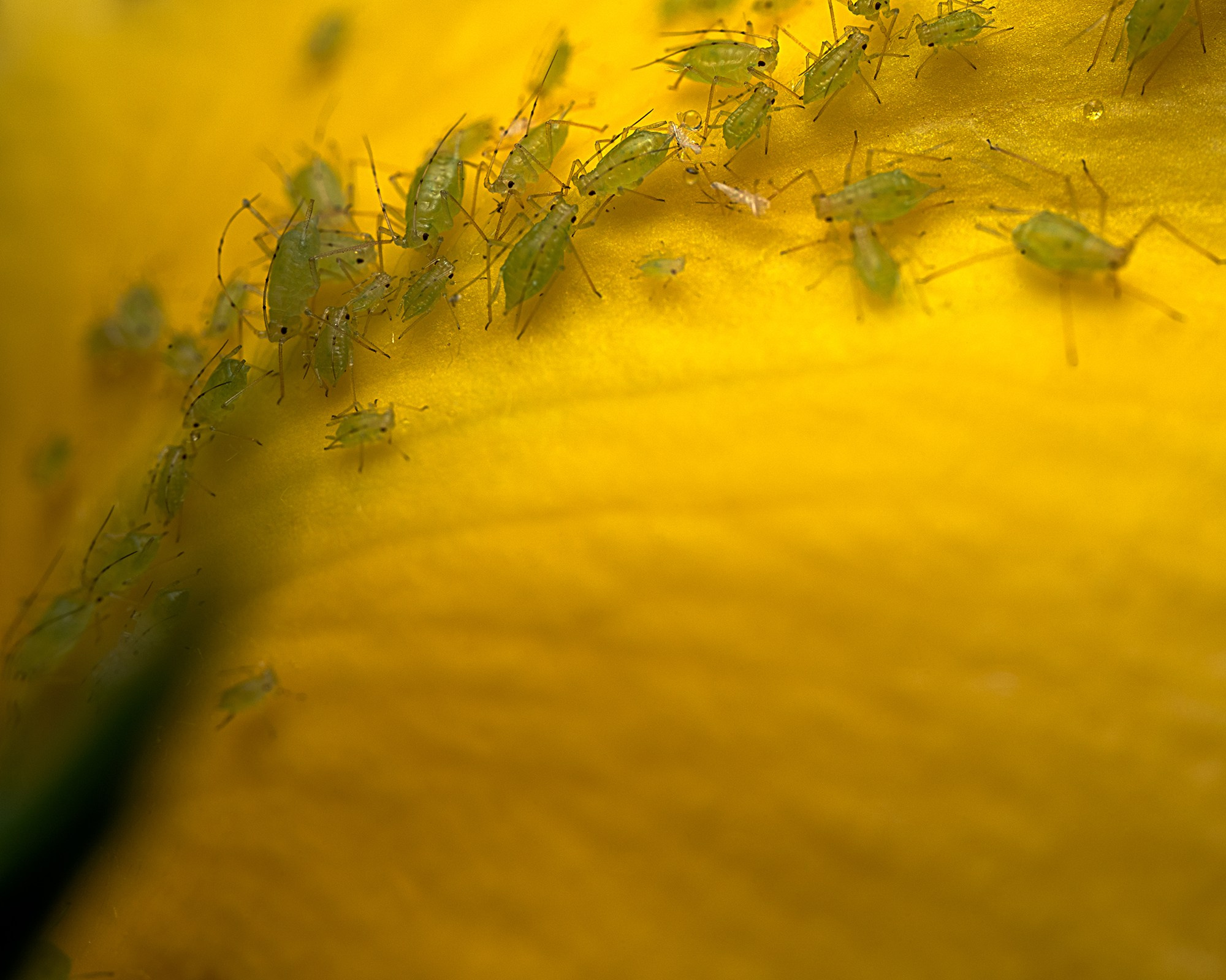 Formas de Habitar. Luz en Papel, Fotografía Macro, Cuernavaca Morelos