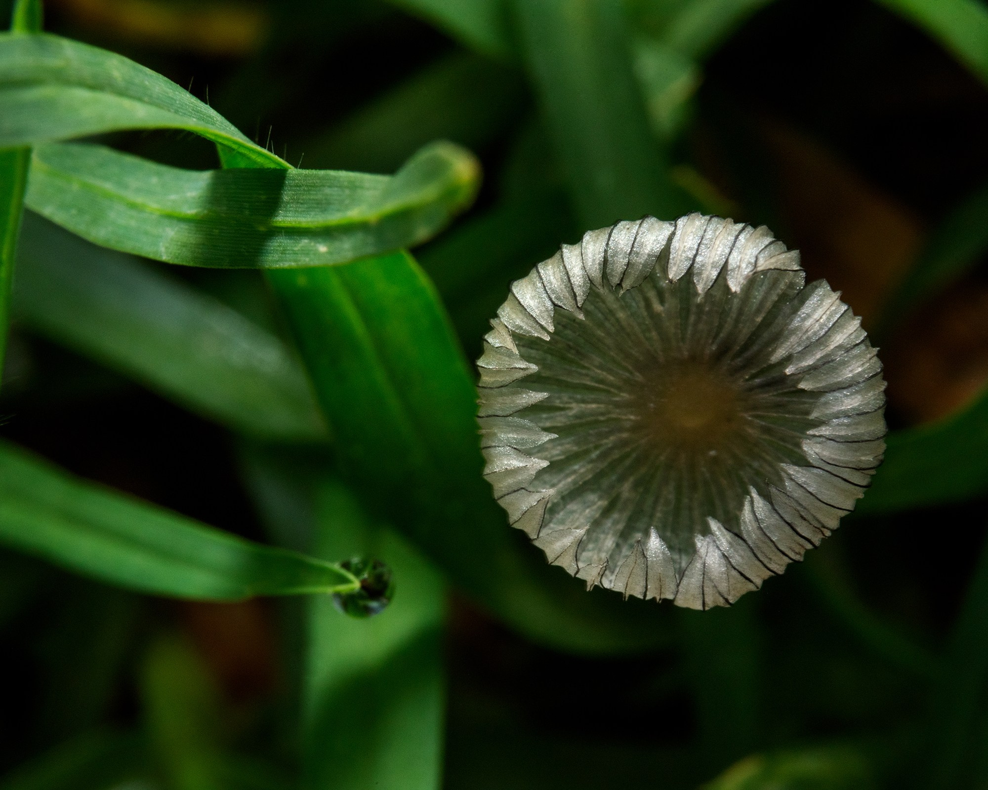 Geometría Organica. Luz en Papel, Fotografía Macro, Cuernavaca Morelos
