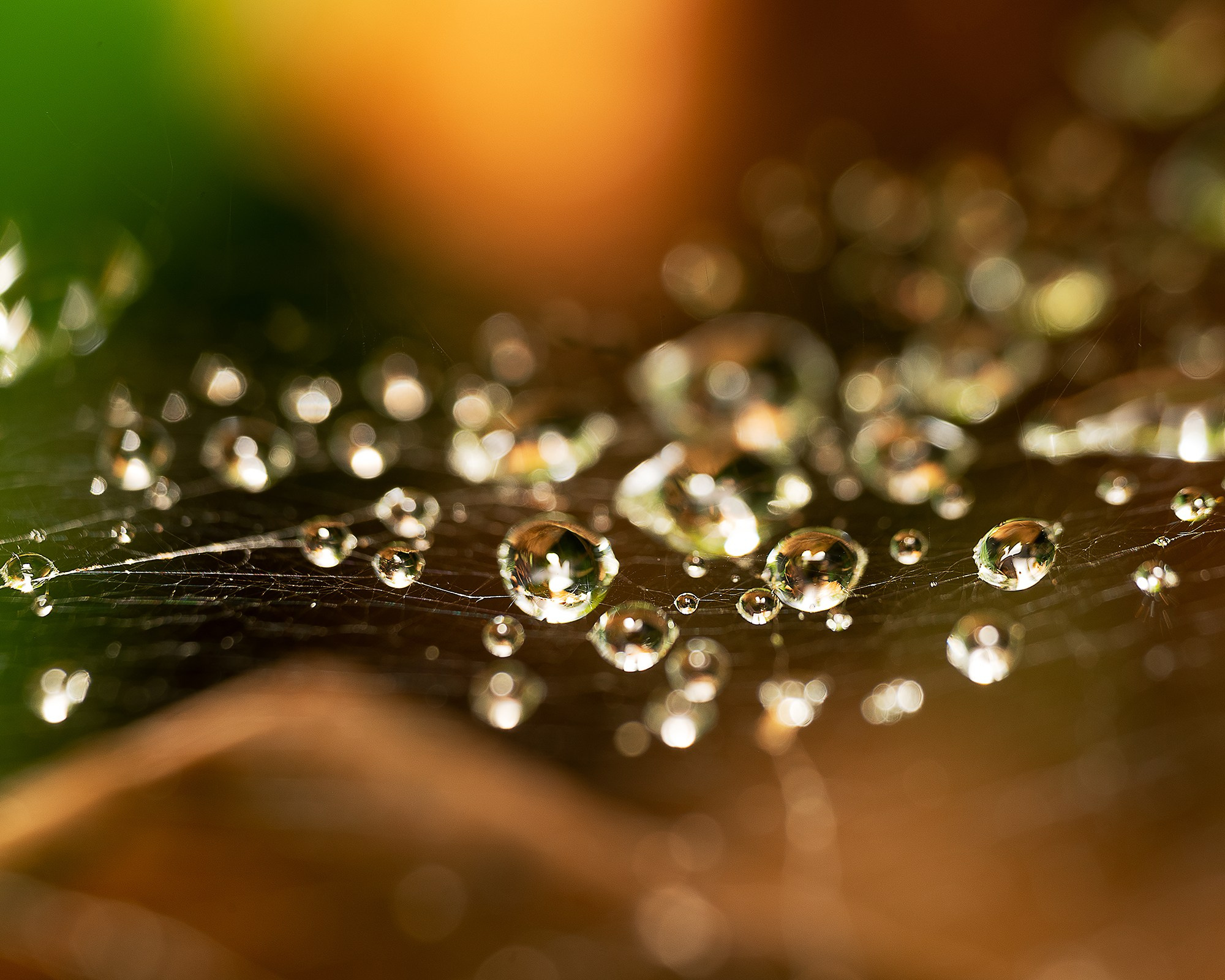 Efímero. Luz en Papel, Fotografía Macro, Cuernavaca Morelos