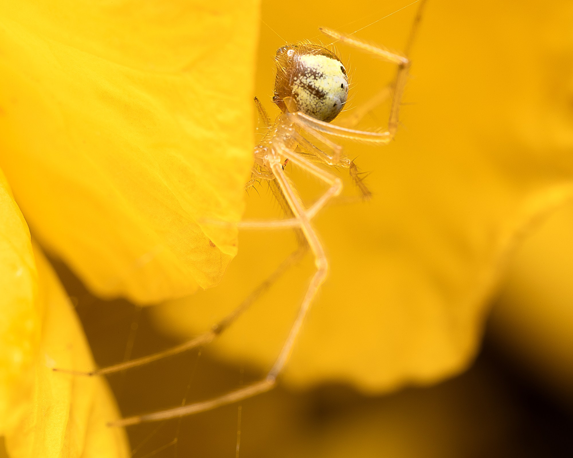 Formas de Habitar. Luz en Papel, Fotografía Macro, Cuernavaca Morelos