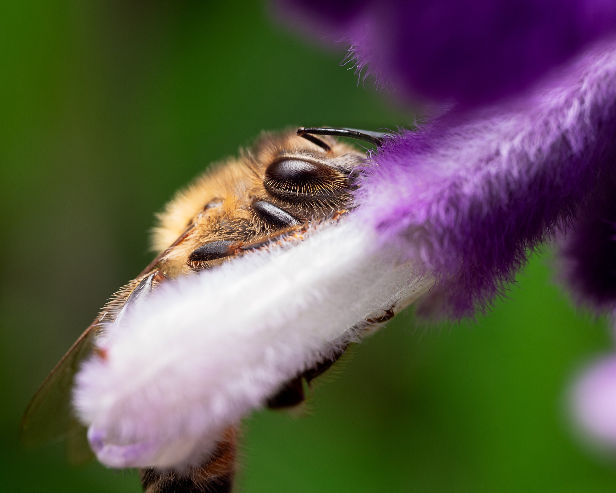 Habitar la Lavanda. Luz en Papel, Fotografía Macro, Cuernavaca Morelos