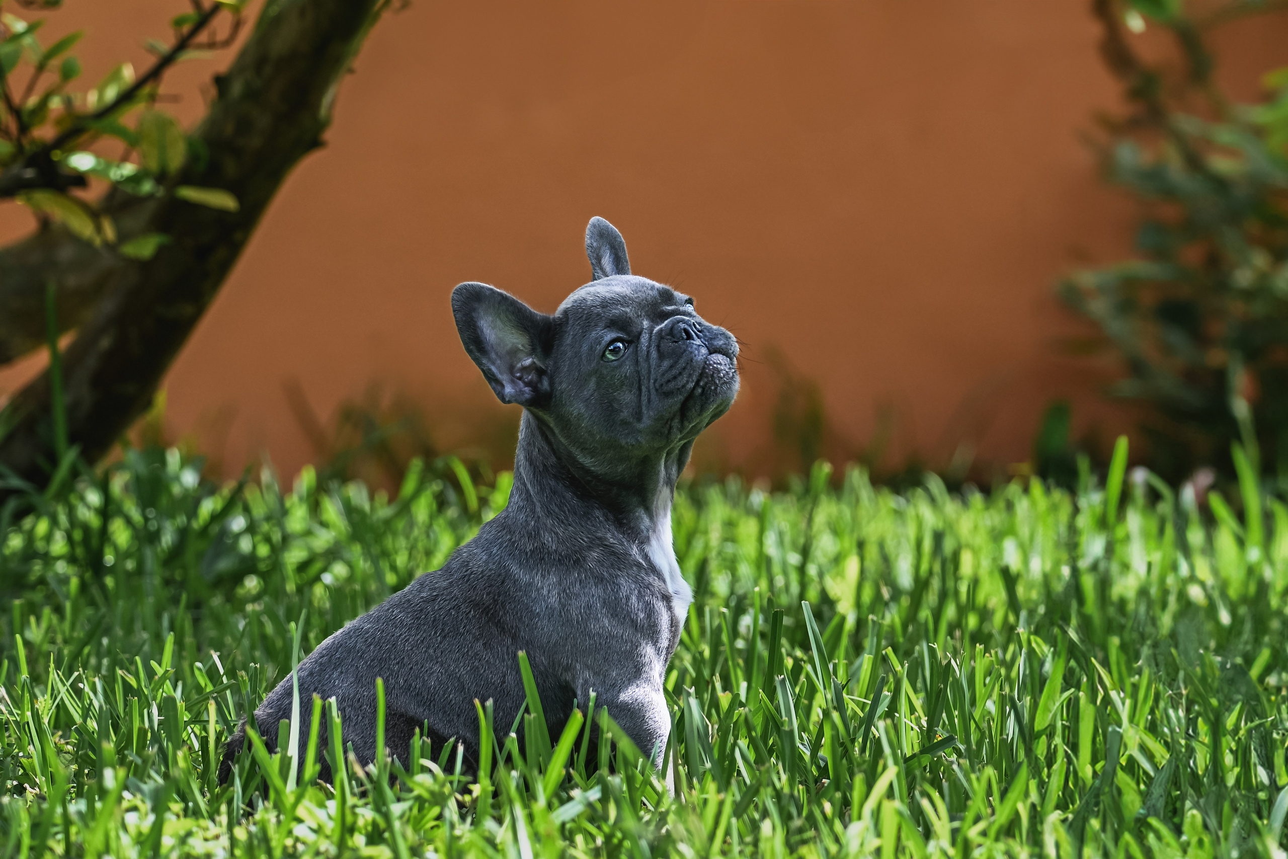 French Bulldogs. Katerina Royter Pet Photographer North Florida