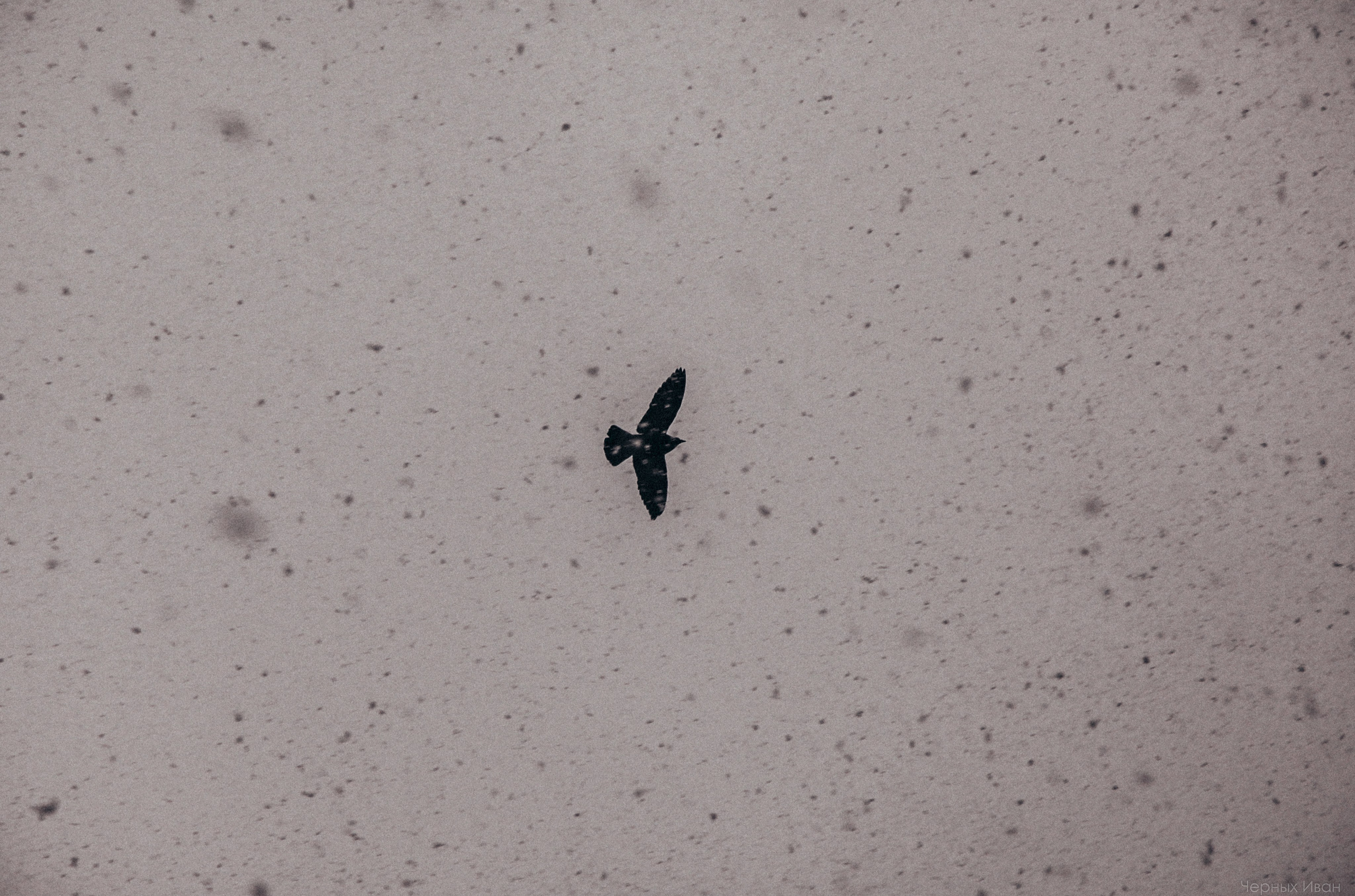 Пернатый психоз. Стрит-фотография, полная абсурда, идиотизма и красоты