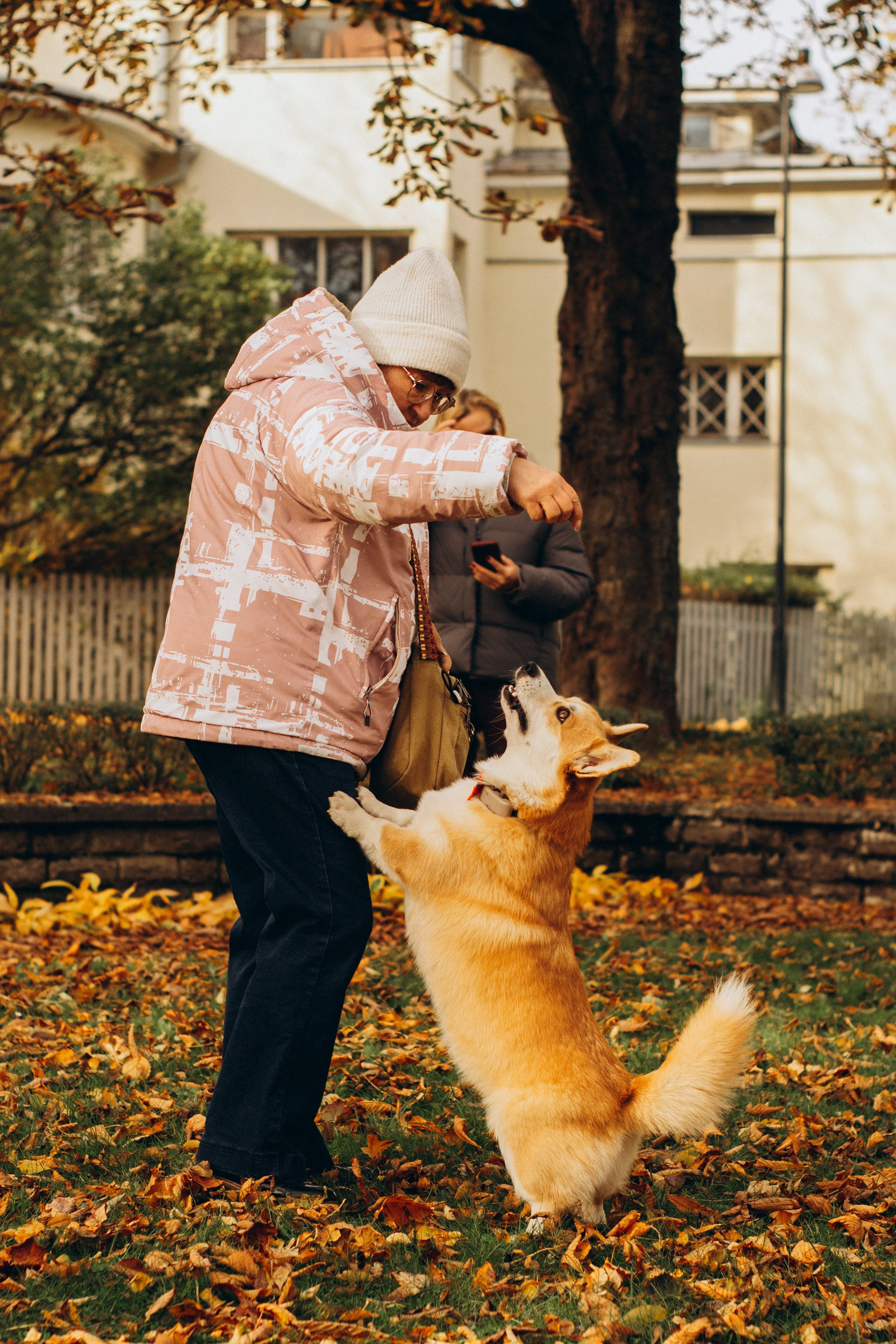 Corgi party, october. Kat Laisaar — Pet photographer in Tallinn