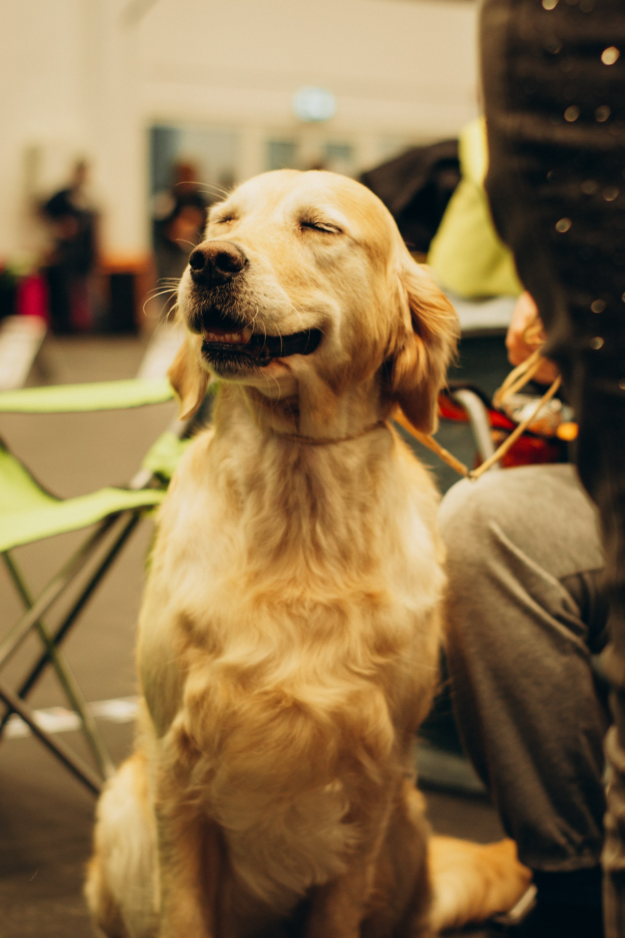 Rakvere Dog Show. Kat Laisaar — Pet photographer in Tallinn