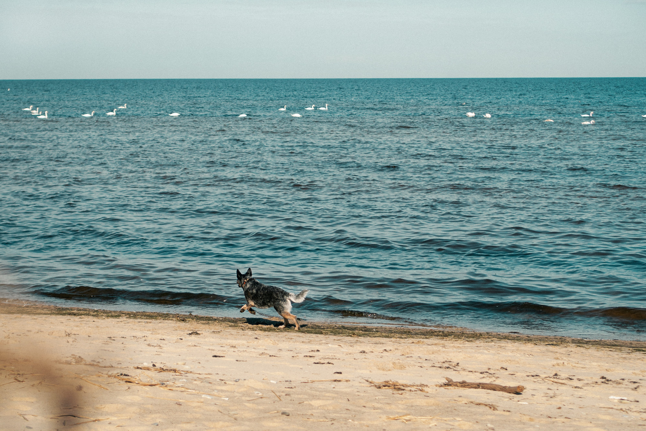 Oskar, Maria & Dmitrii. Kat Laisaar — Pet photographer in Tallinn