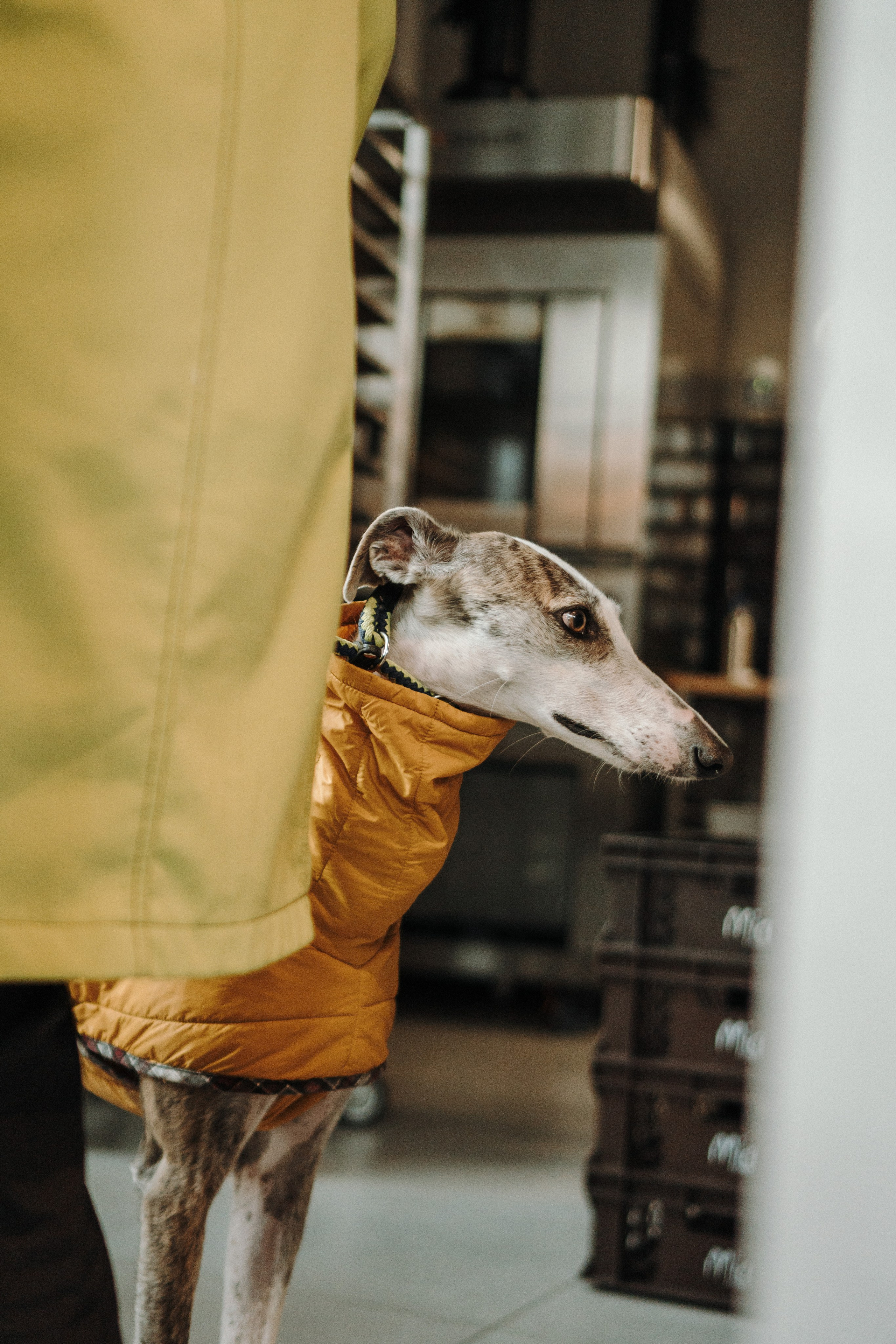 GalgoTreff / Mia Pagar 1 may, 2025. Kat Laisaar — Pet photographer in Tallinn