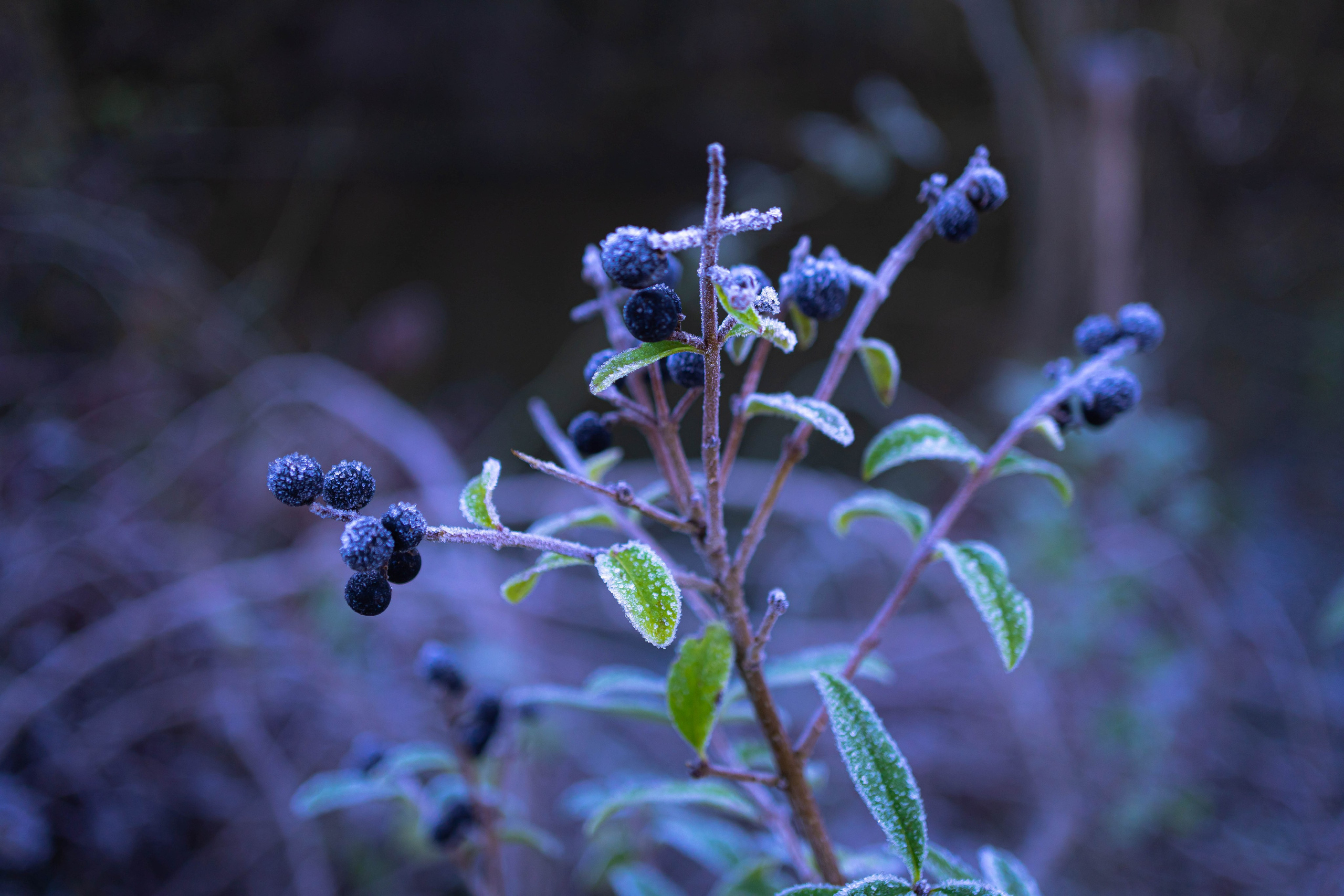 Bocetos. Alba del Norte Studio
