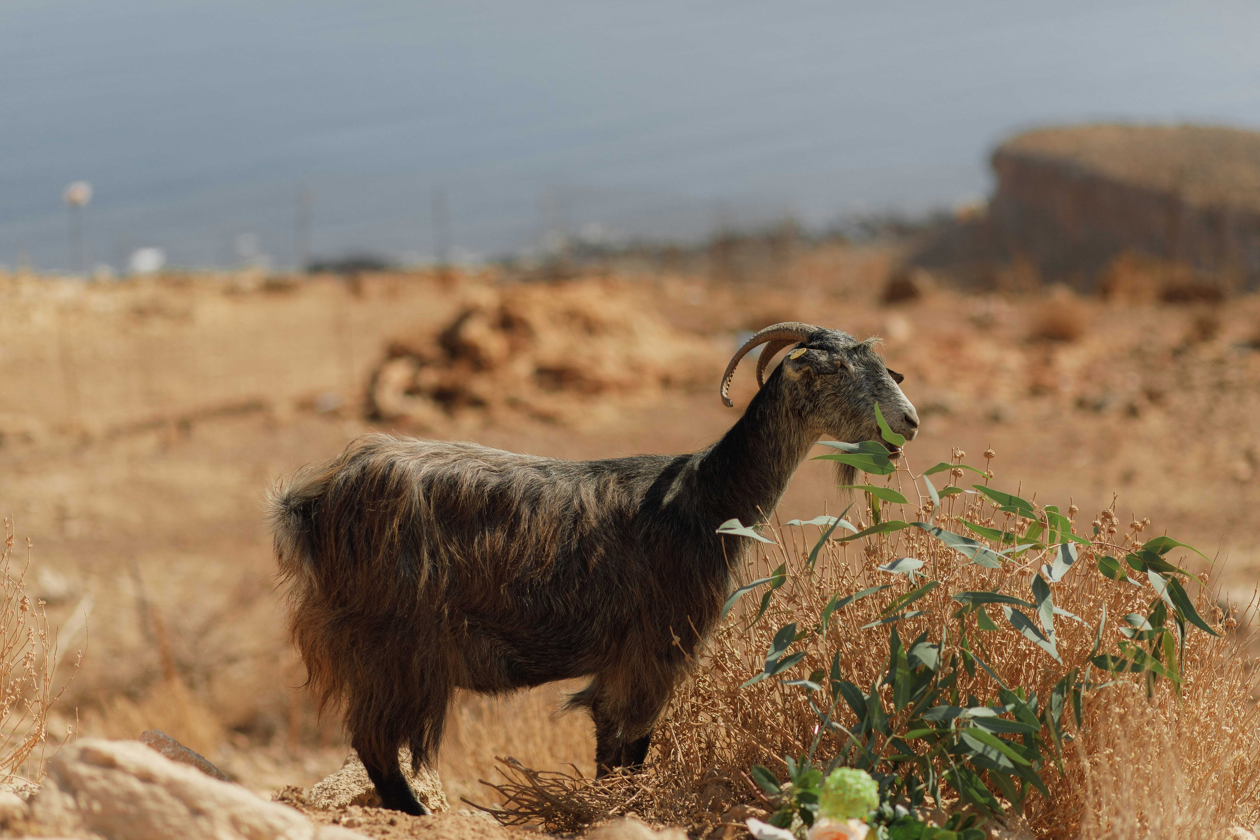 Marino & Steffi, Crete. Denny Savon — Photographer in Santorini | Weddings, Love Stories & Flying Dress