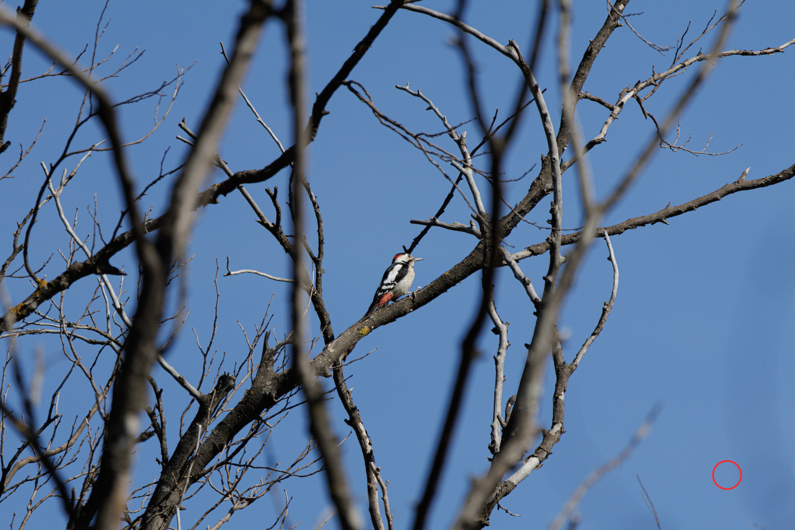 გასეირნება კრწანისის ტბებზე. FramefreeMan