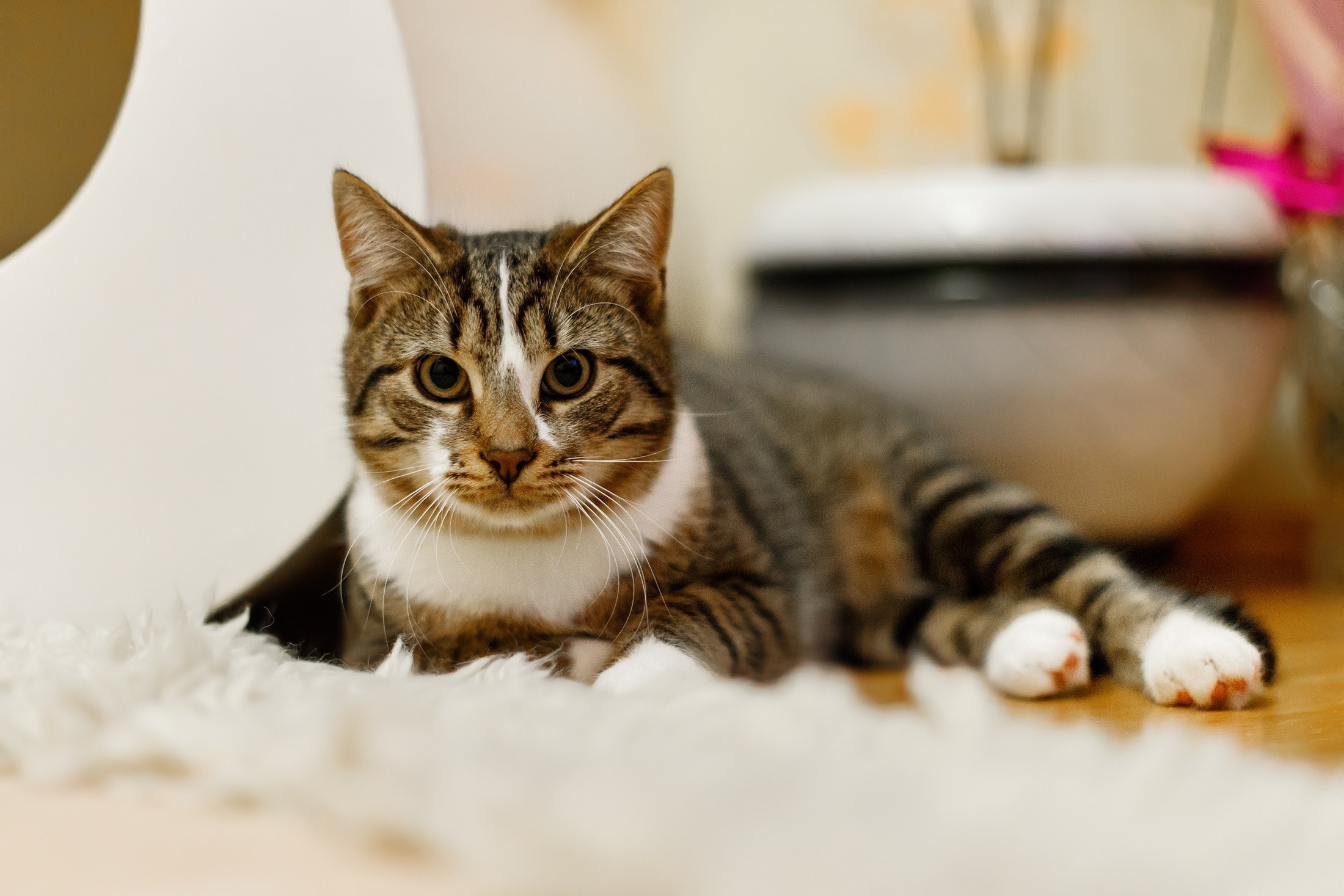 Cats for adoption. Kaja | fotograf we Wrocławiu | ludzie i psy