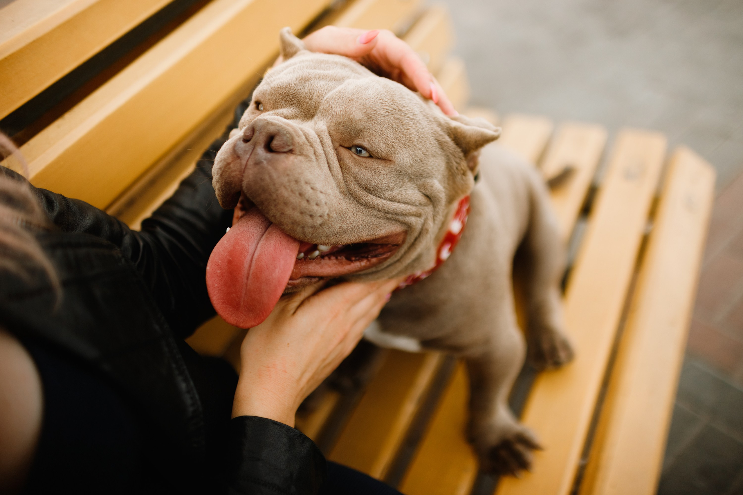 Alesya & her bullies. Kaja | fotograf we Wrocławiu | ludzie i psy