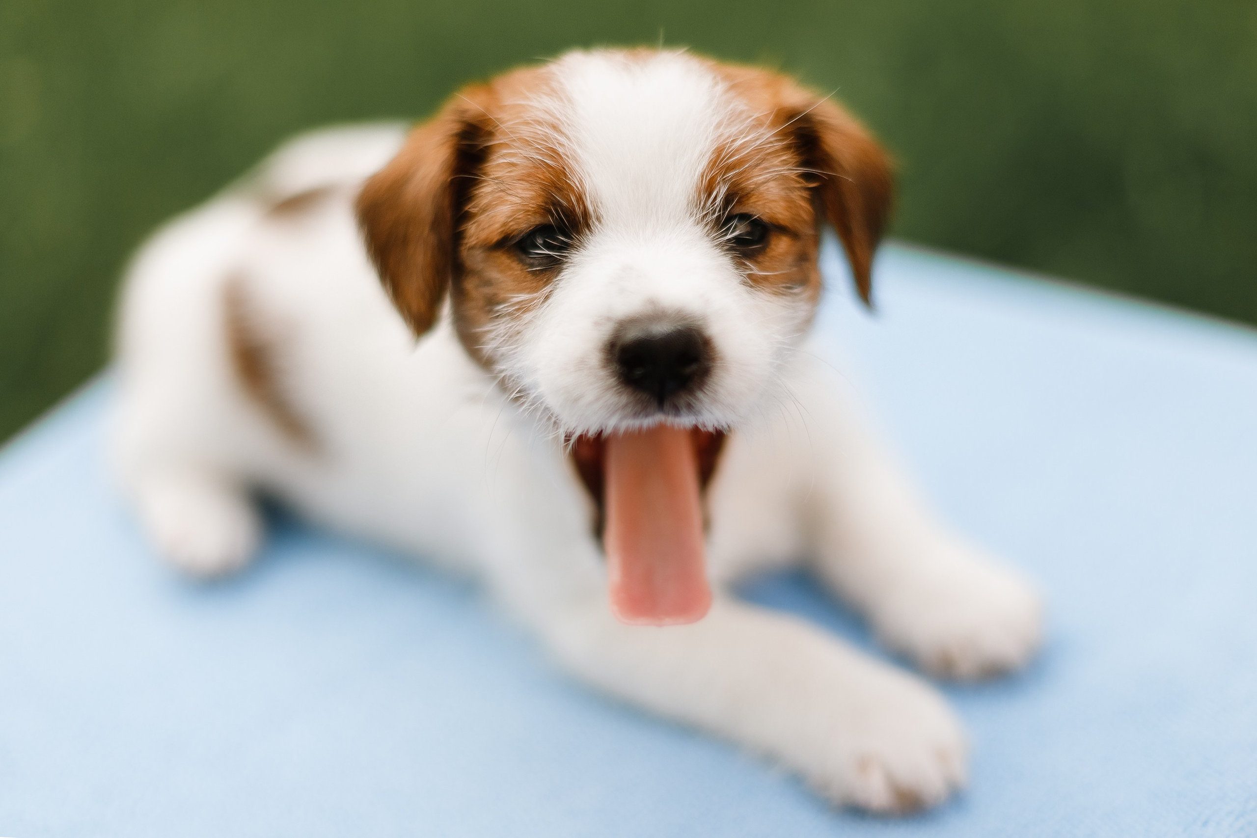 Jack russel puppies. Kaja | fotograf we Wrocławiu | ludzie i psy