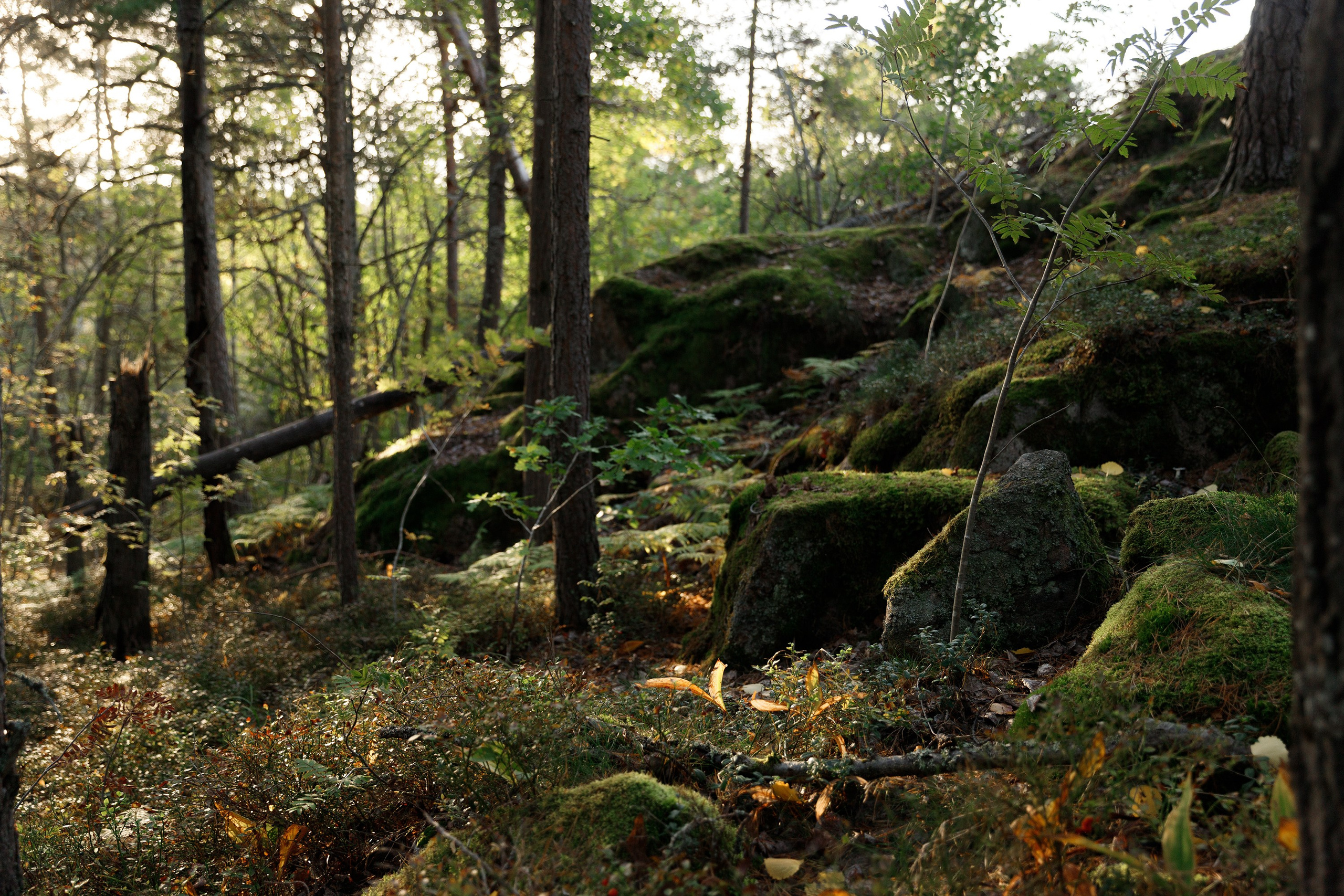 Turku. Kaja | fotograf psów we Wrocławiu