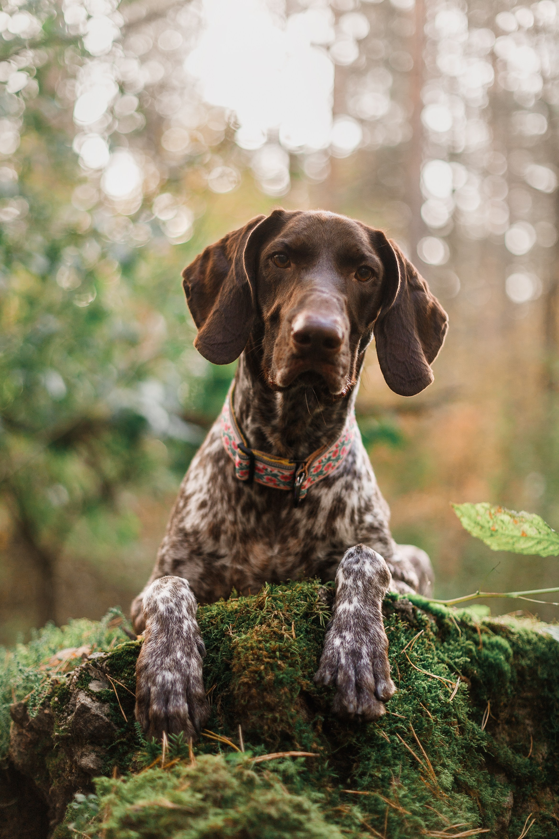 «Kasmach» dogs ammunition. Kaja | fotograf we Wrocławiu | ludzie i psy