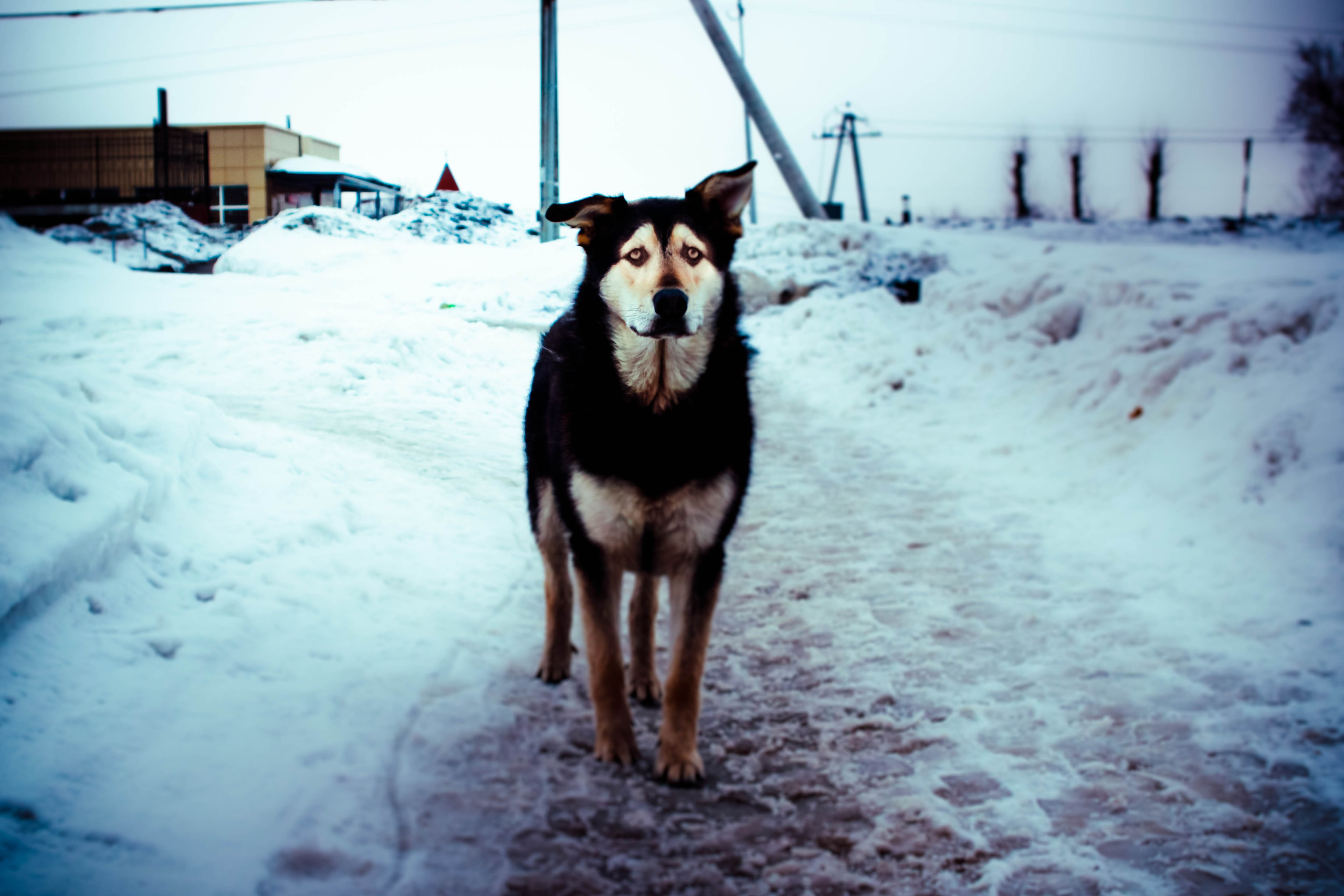 2011. Стрит-фотография, полная абсурда, идиотизма и красоты